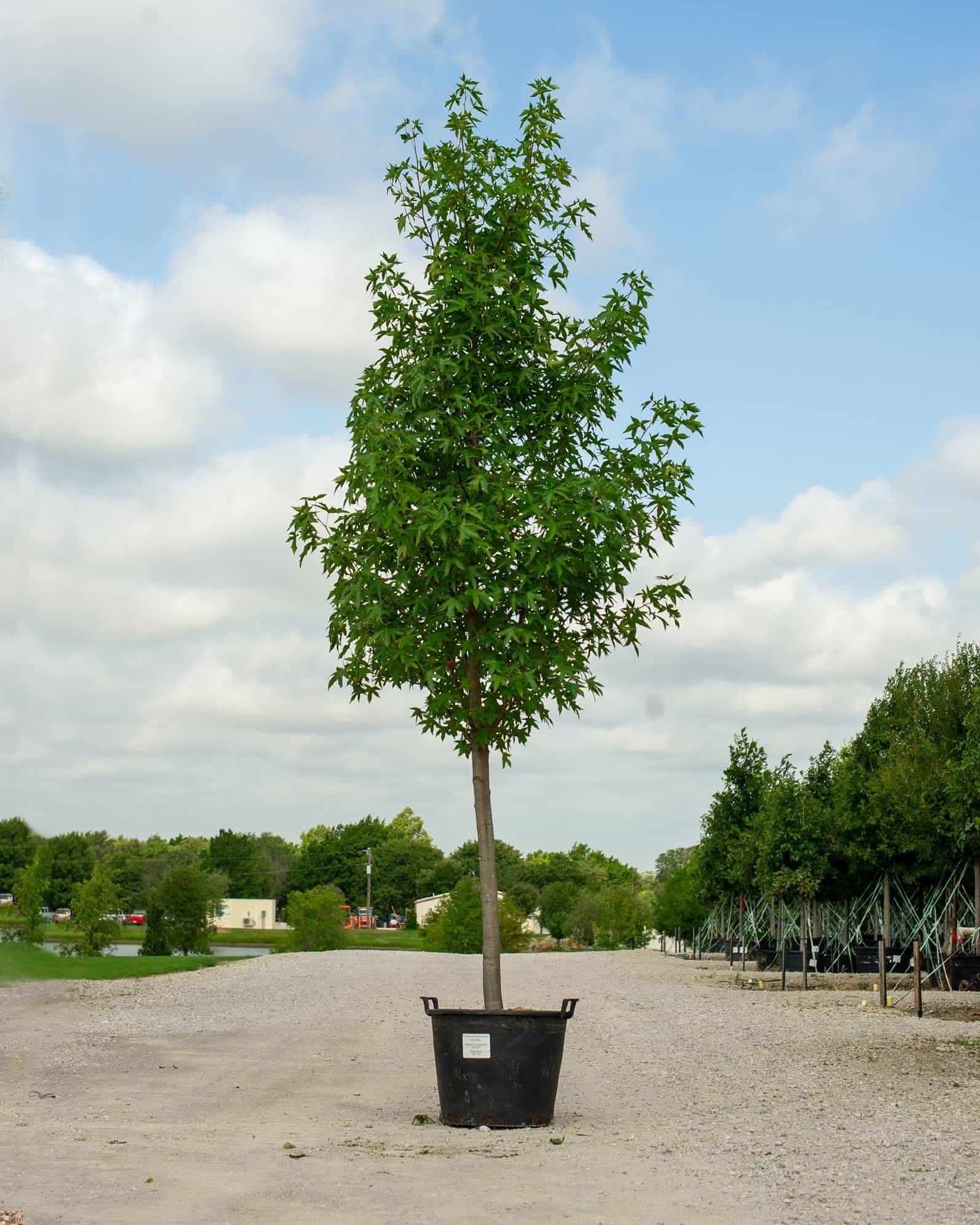 Cherokee Sweet Gum