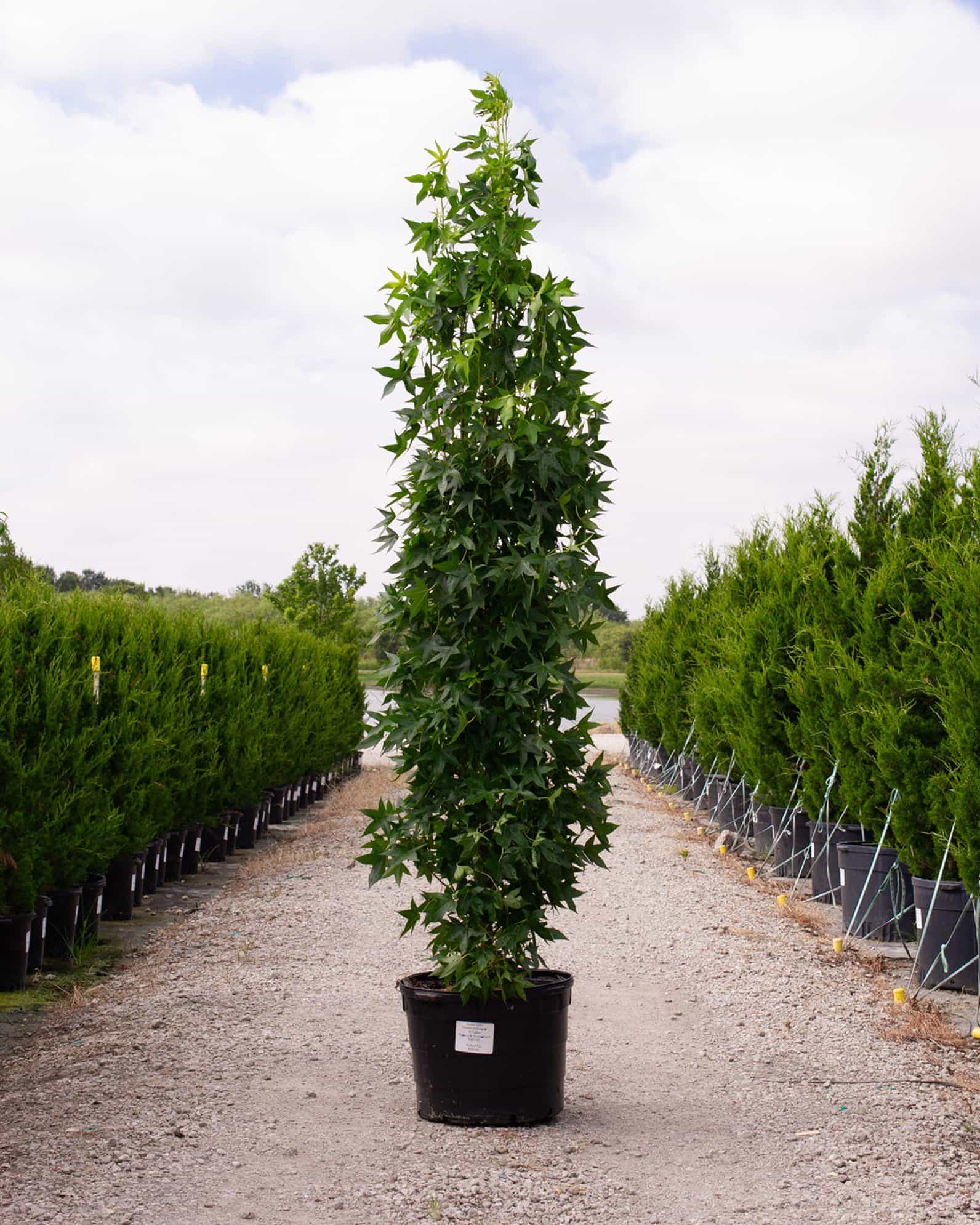 Slender Silhouette Sweet Gum