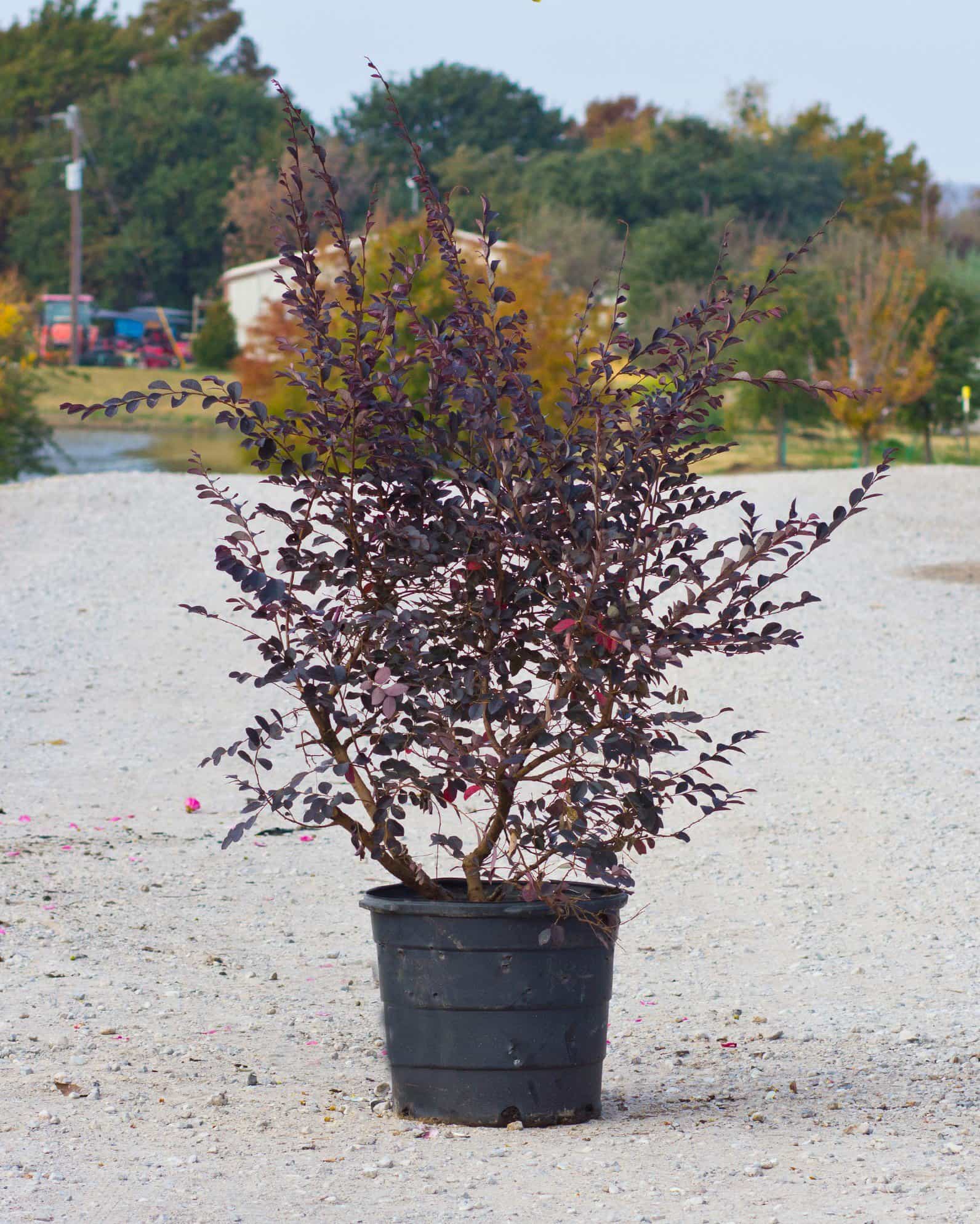 Carolina Midnight Loropetalum