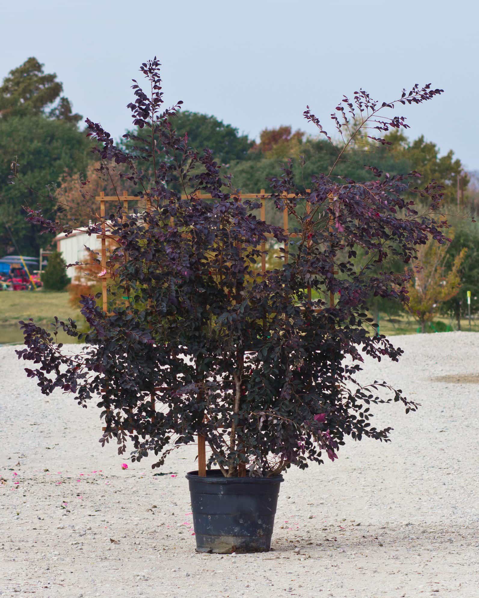 Carolina Midnight Loropetalum Espalier