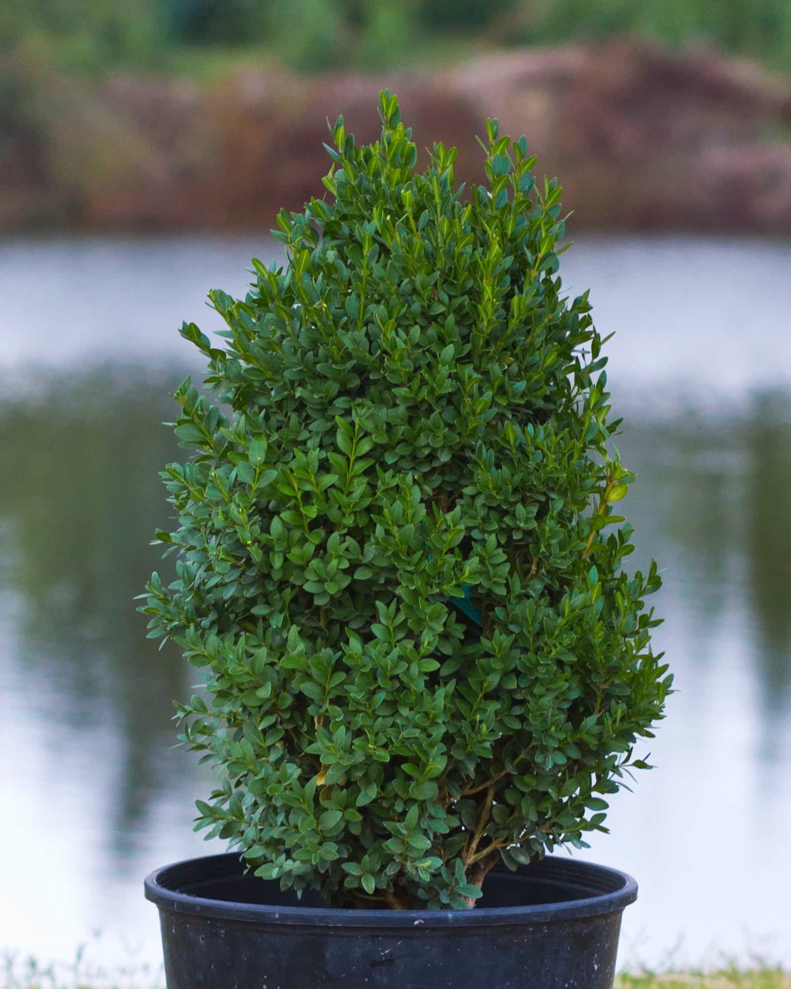 Green Mountain Boxwood