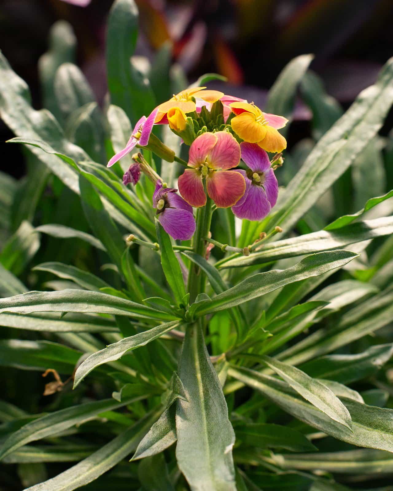 Erysistible Tricolor Wallflower