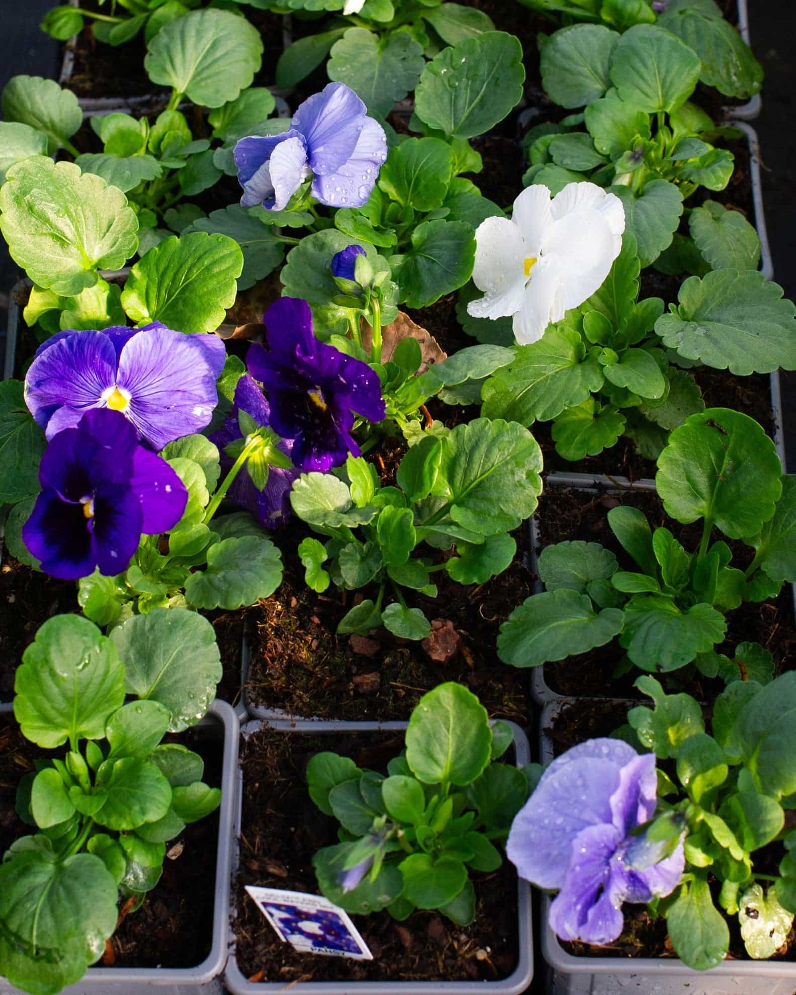 Delta Pro Cool Waters Mix Pansy