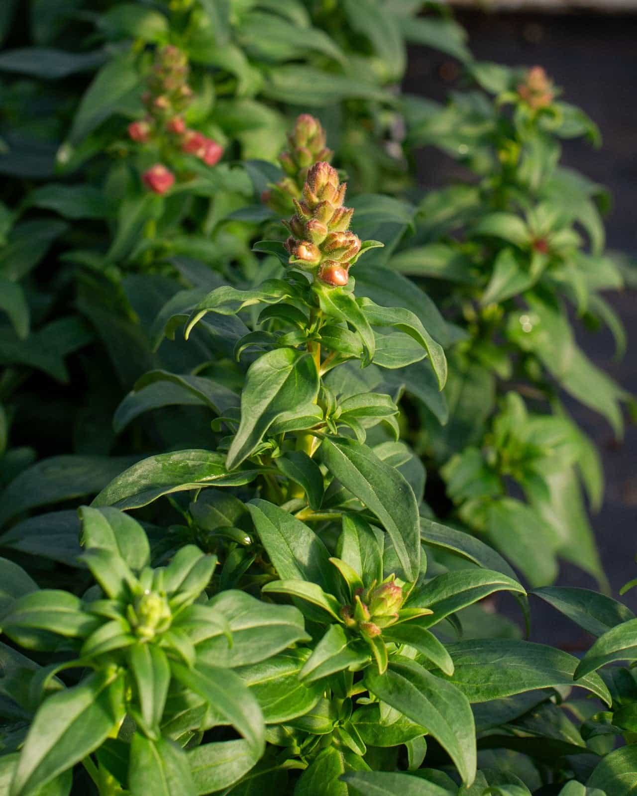 Speedy Sonnet Mix Snapdragon