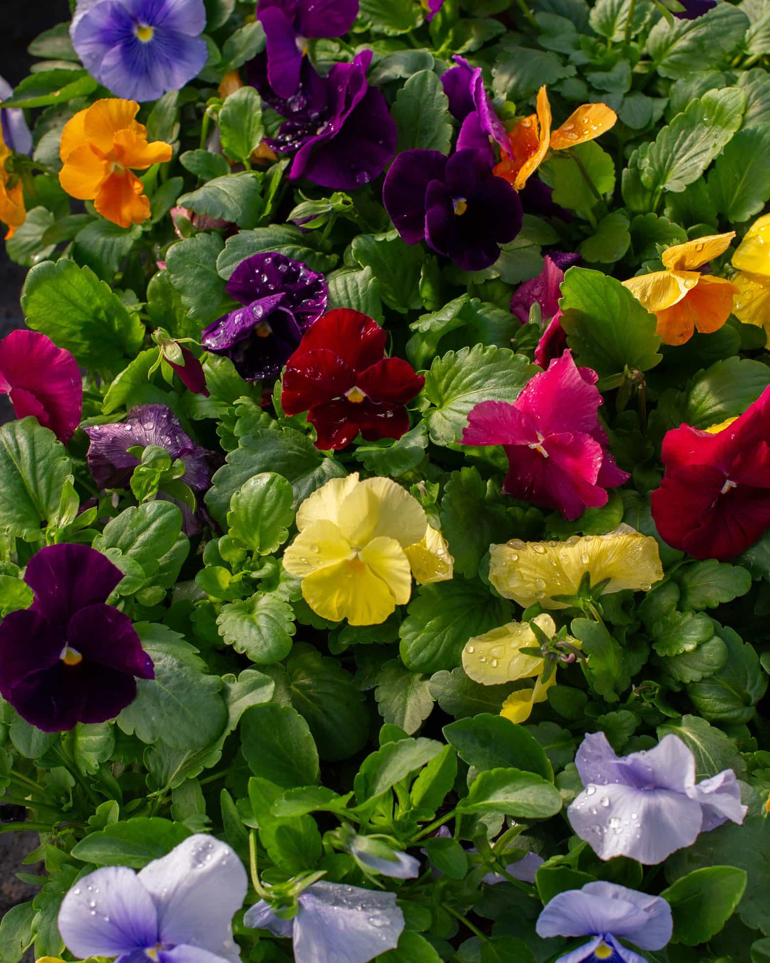 Matrix Clear Mix Pansy