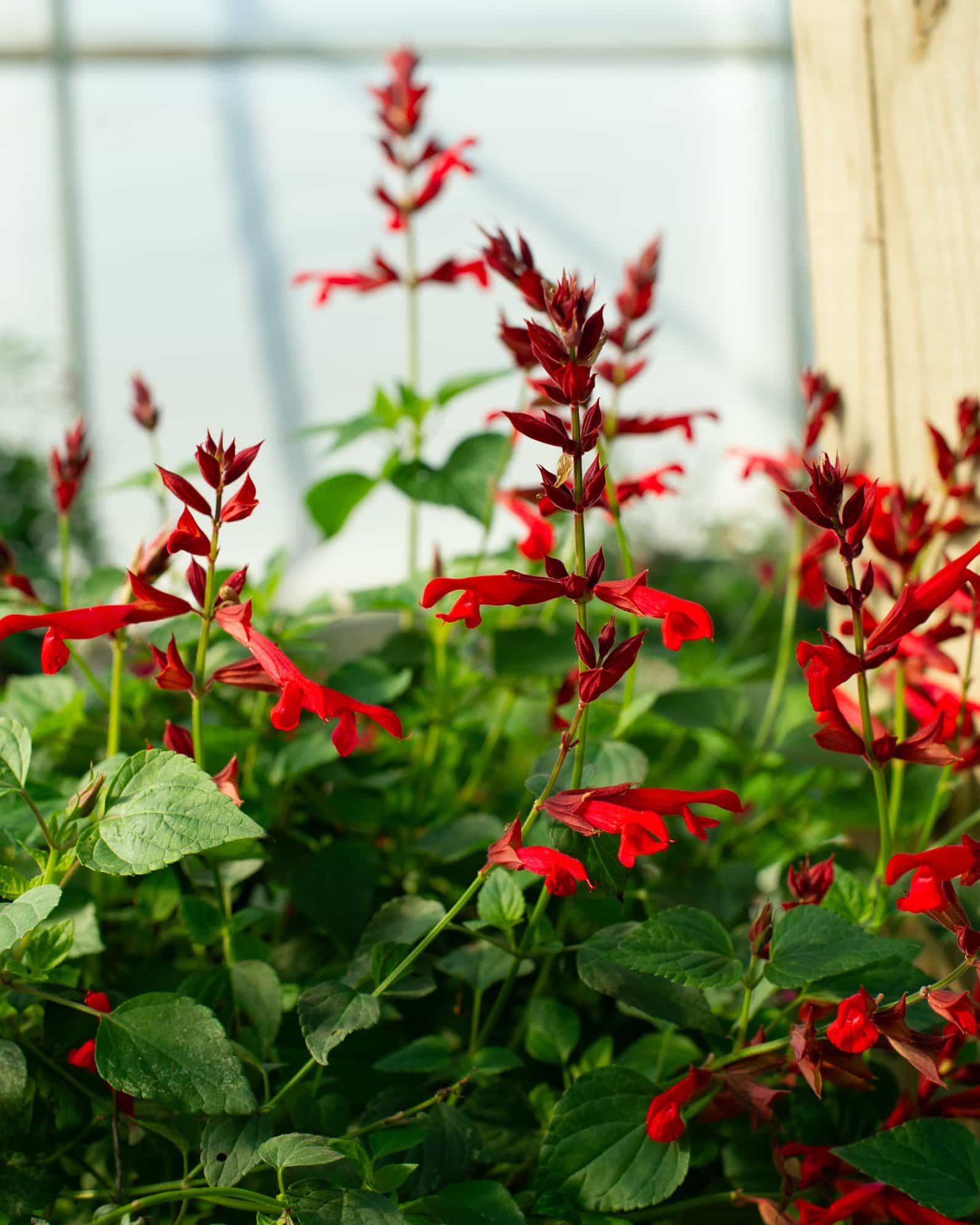 Radio Red Salvia Greggii