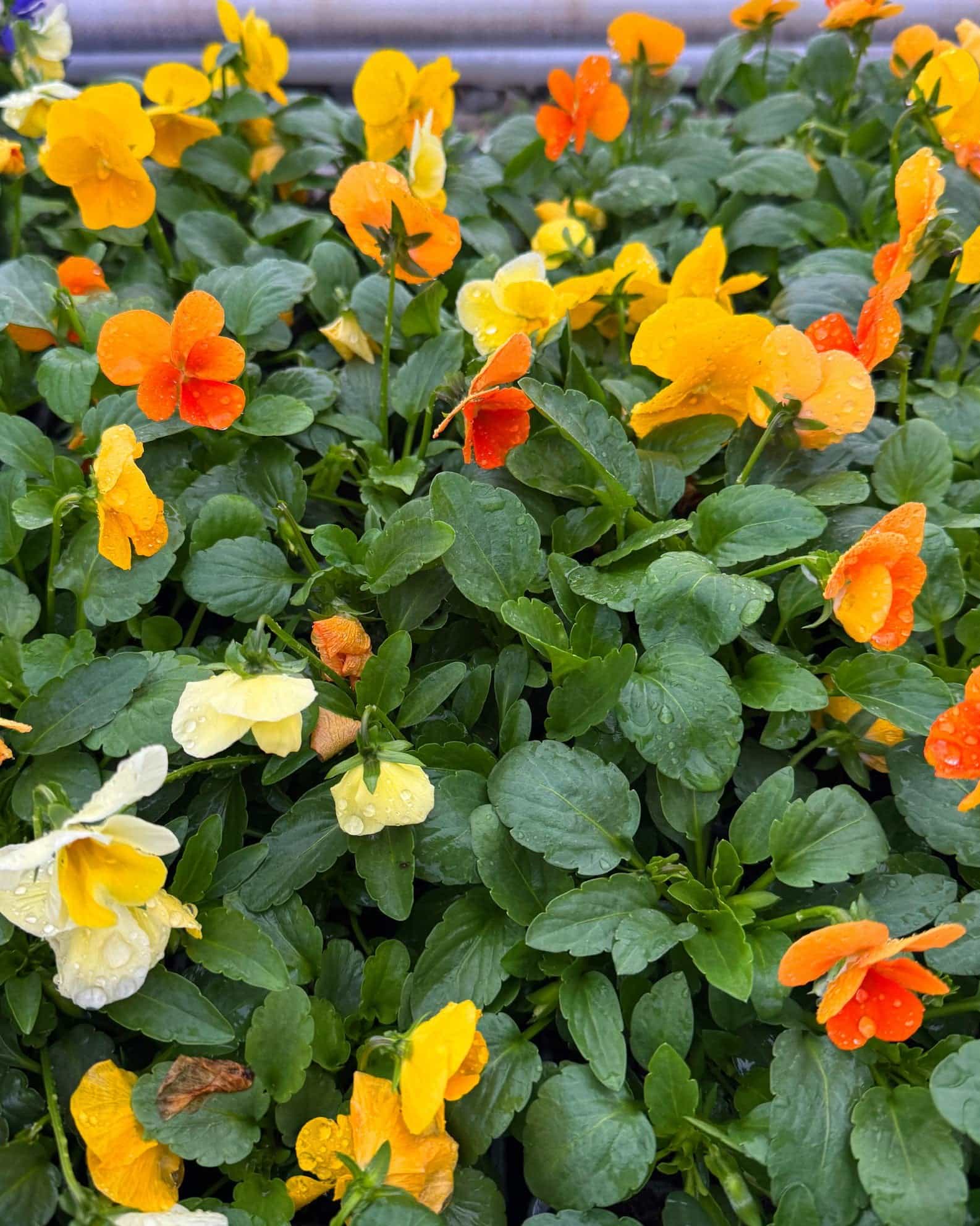 Colormax Citrus Mix Viola