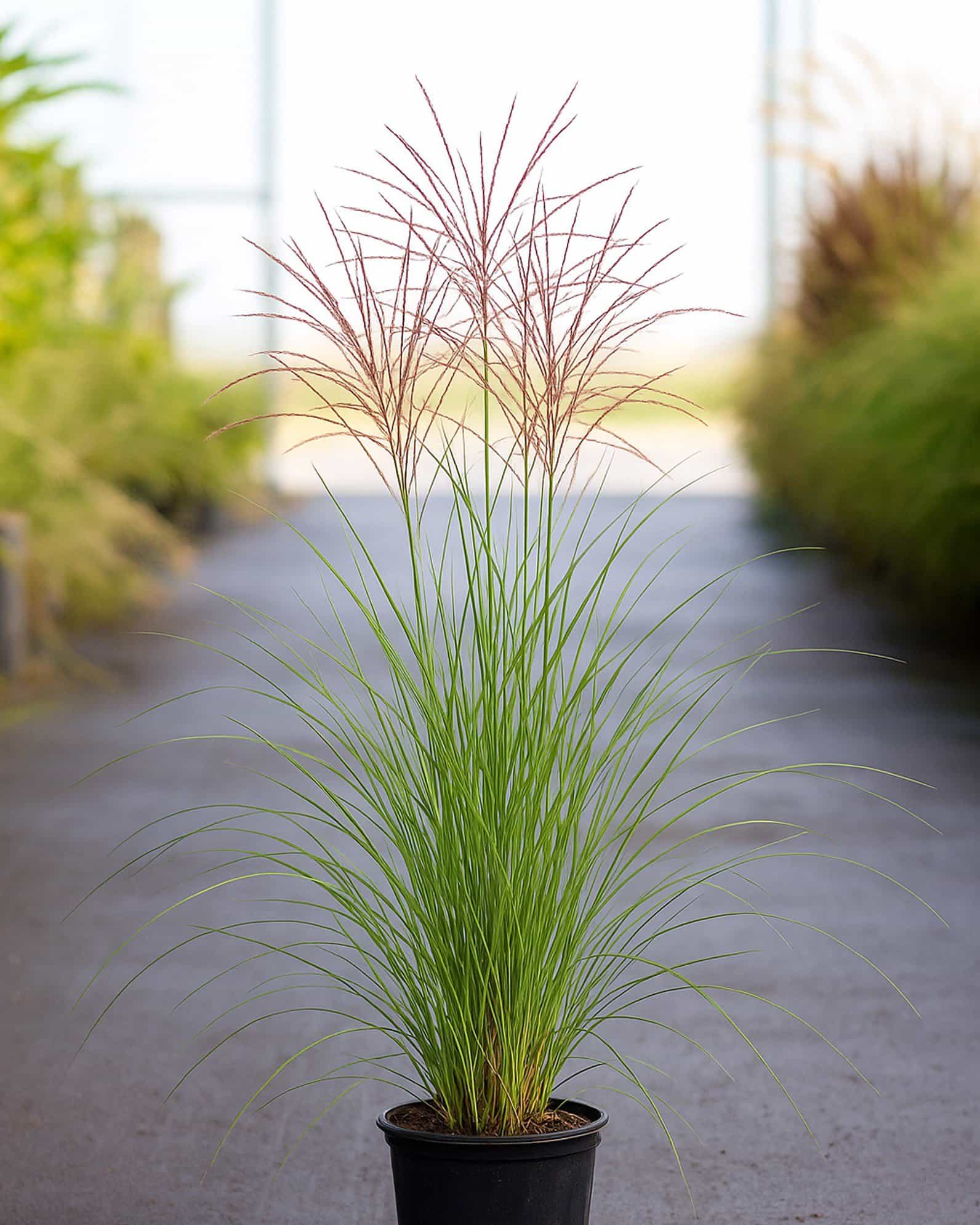 Maiden Grass Miscanthus