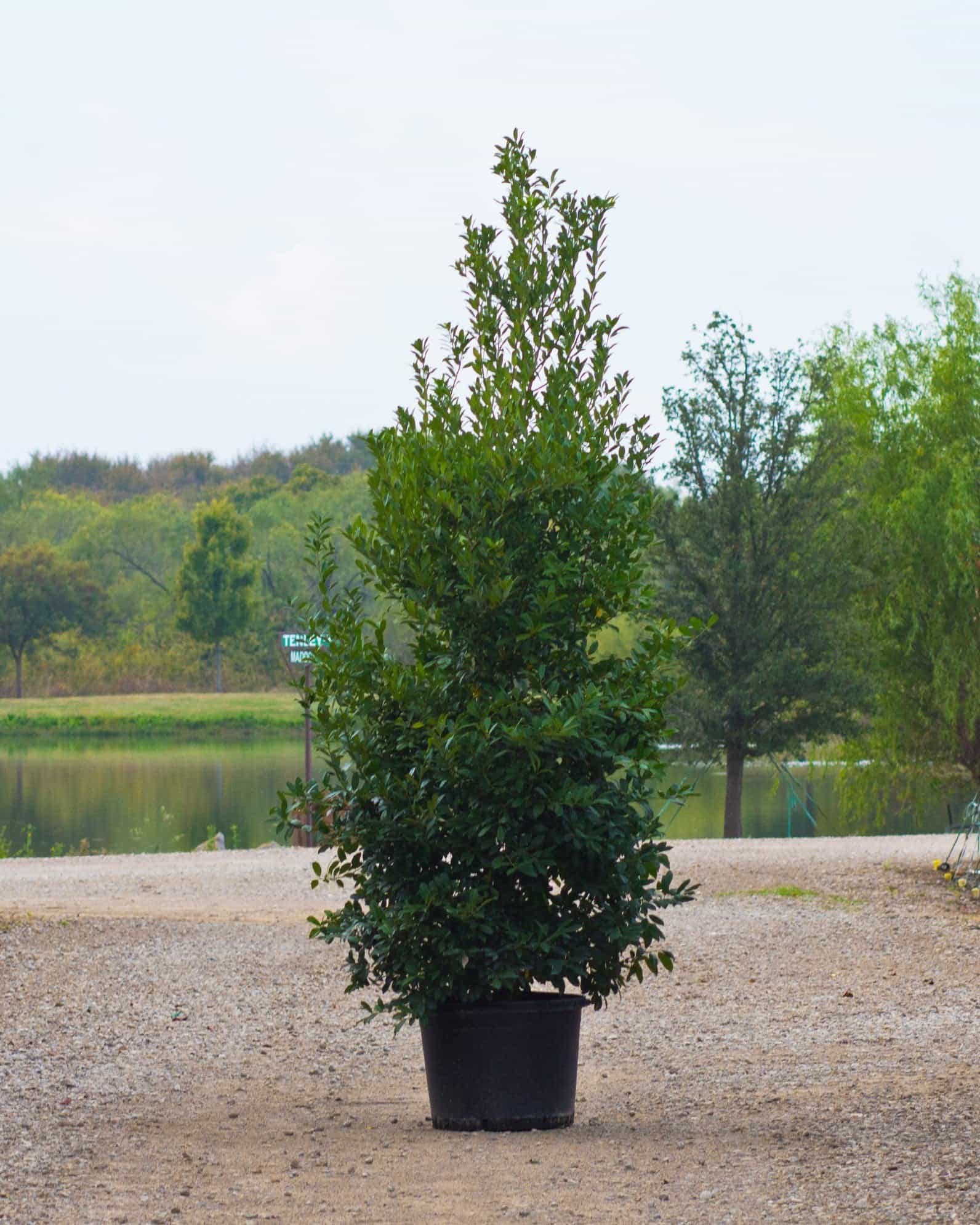 Eagleston Holly Full to Ground