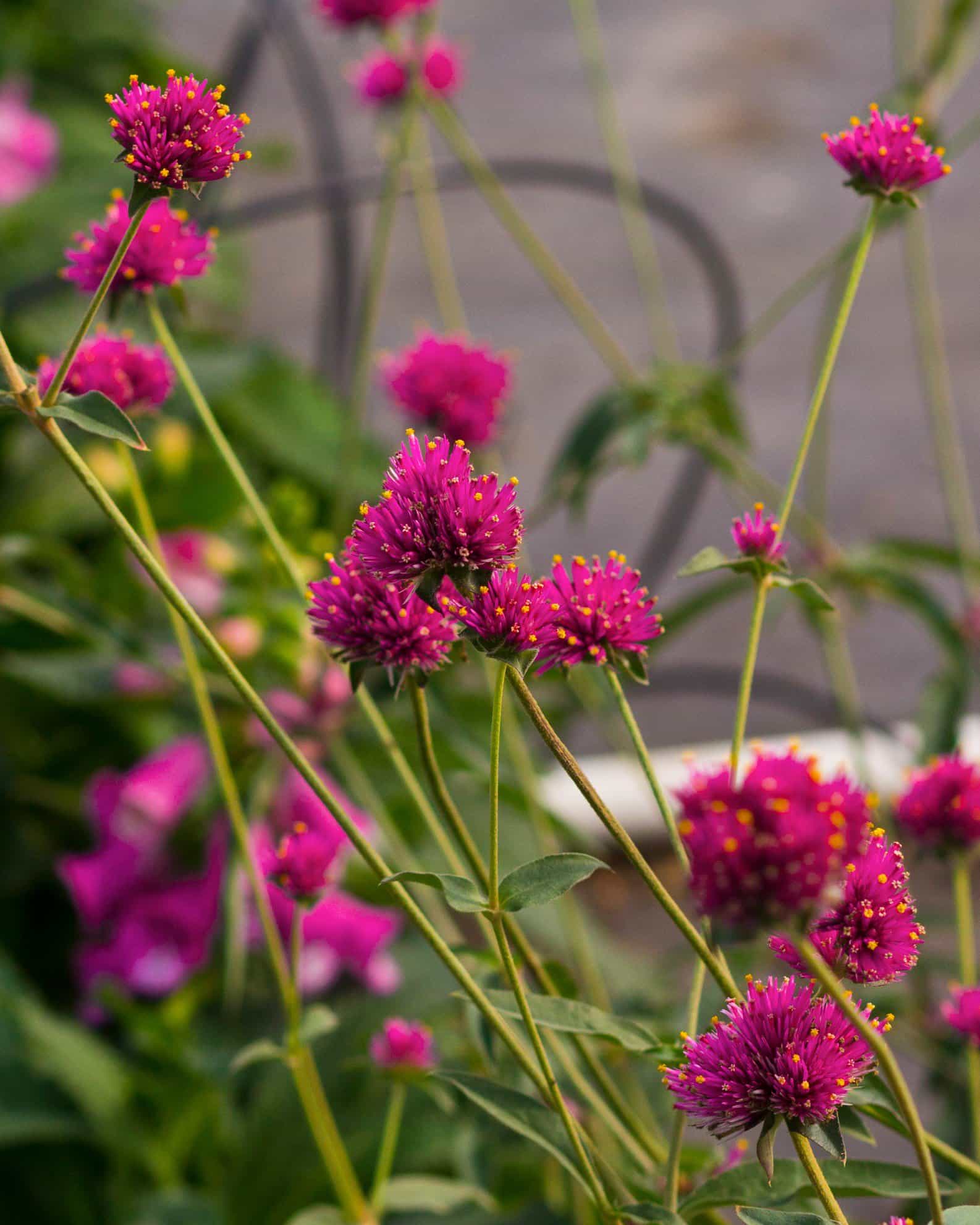 Fireworks Gomphrena