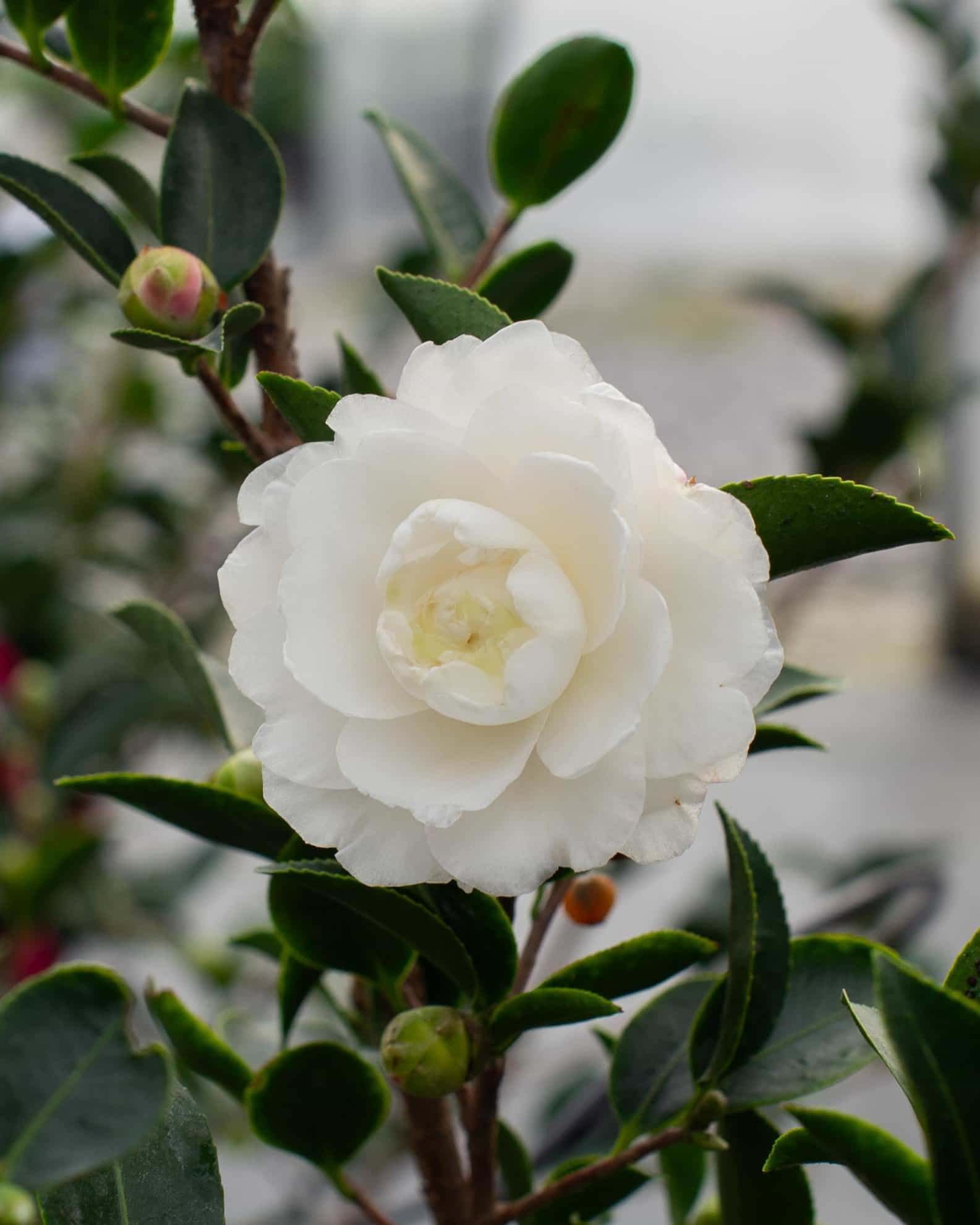 White Shi-Shi Camellia