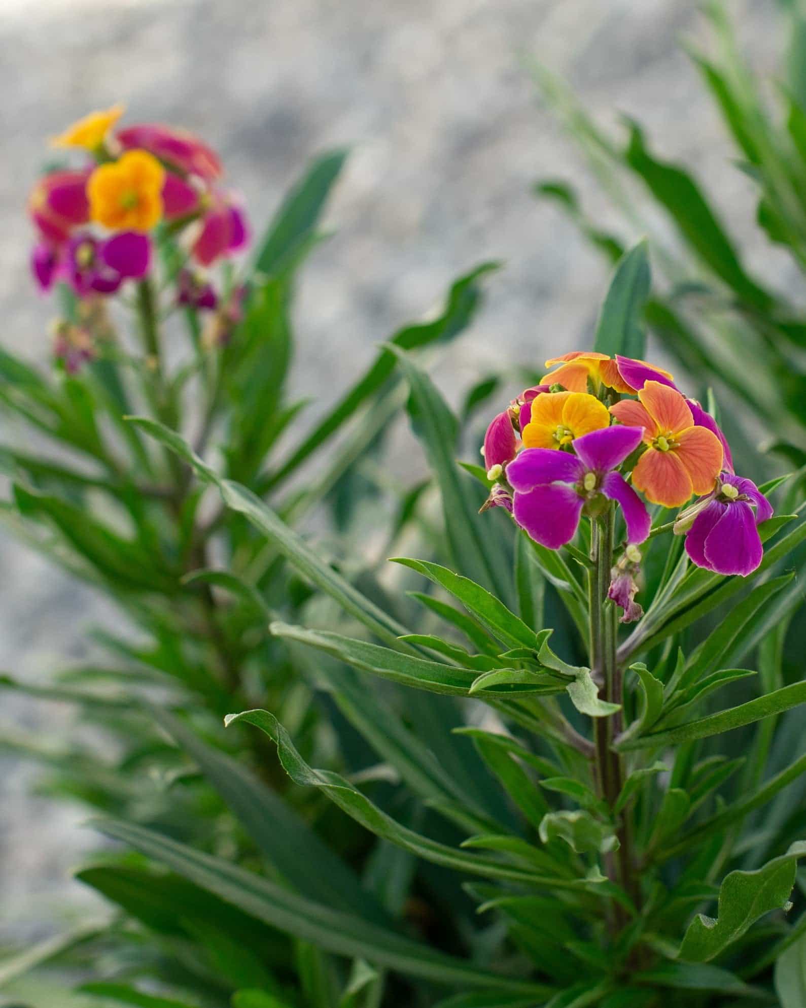 Erysistible Tricolor Wallflower