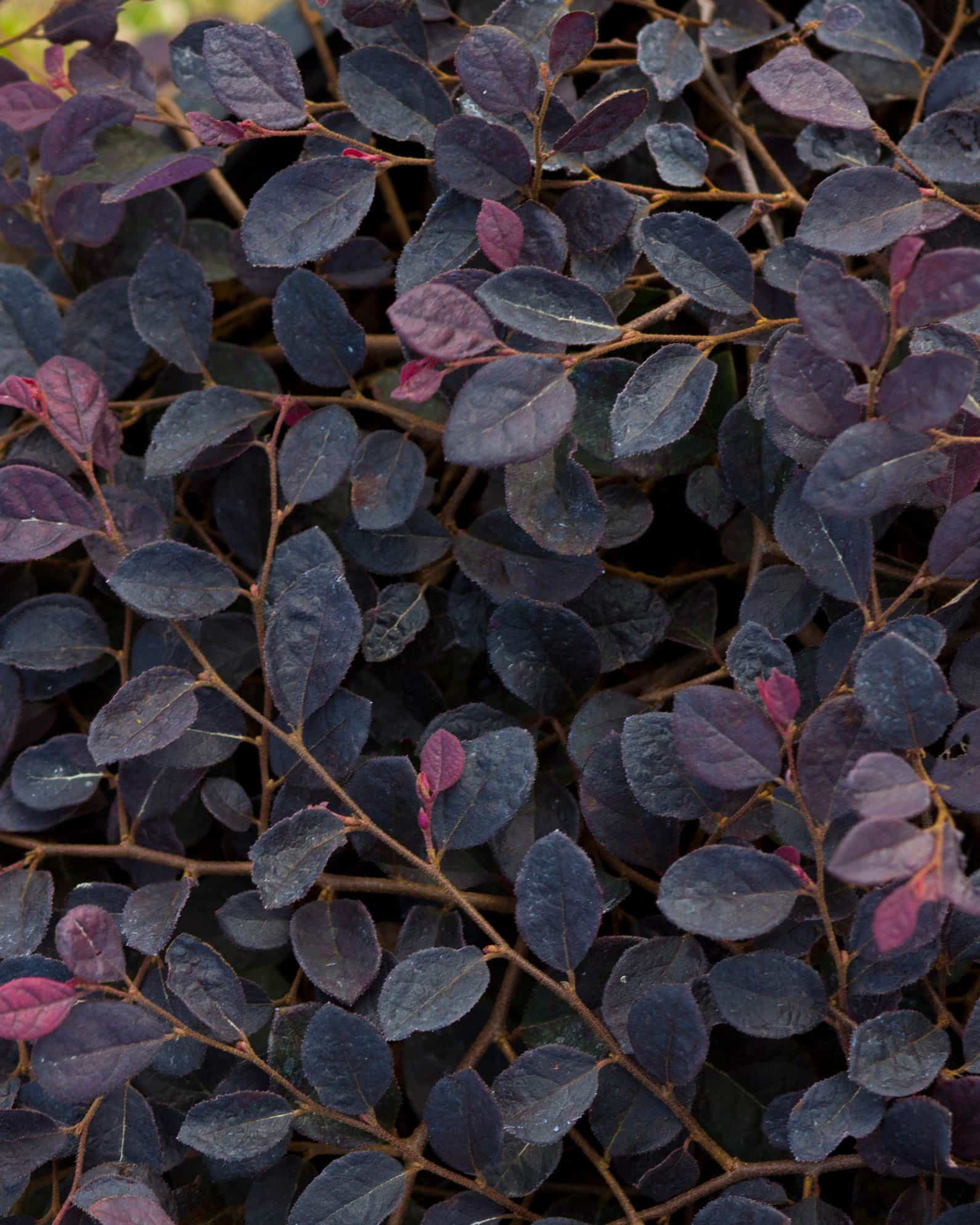 Purple Pixie Loropetalum Weeping