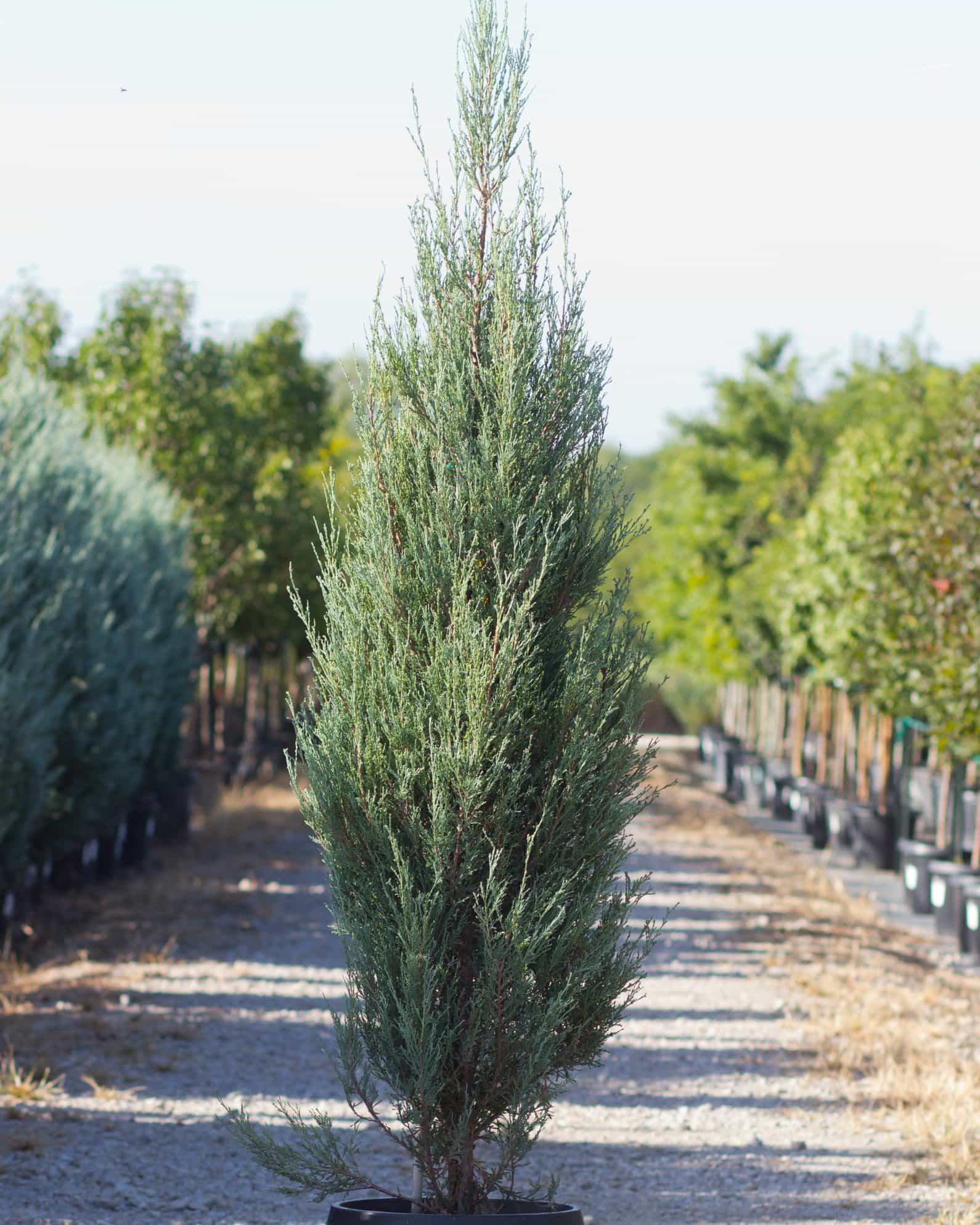 Blue Arrow Juniper
