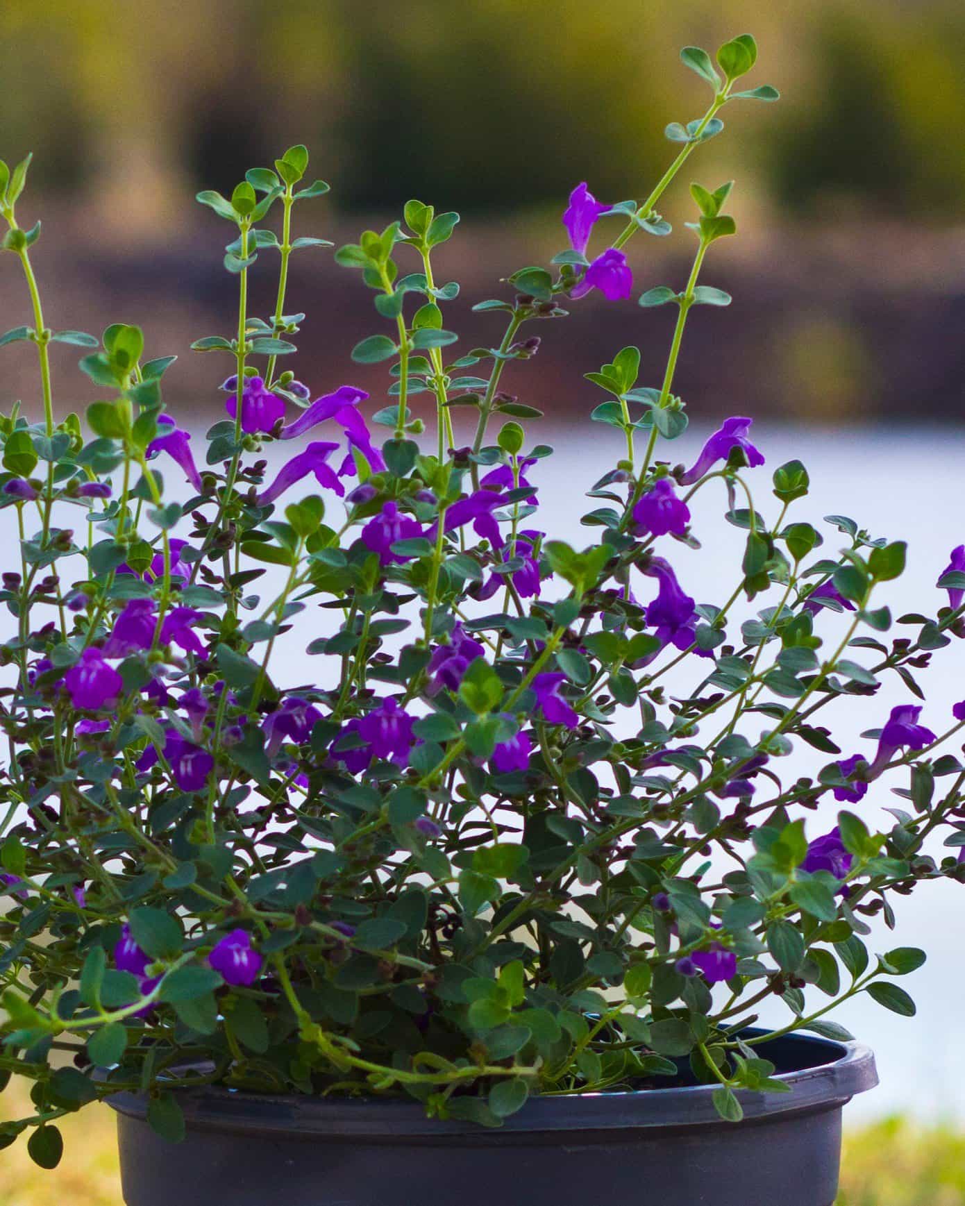 Dark Violet Skullcap