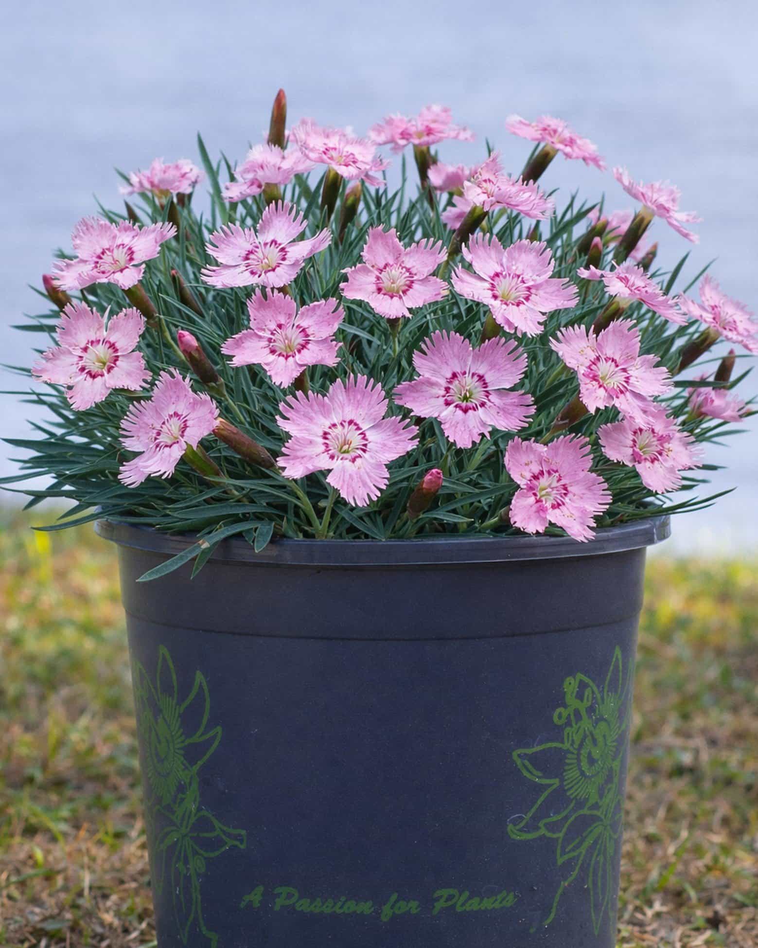 Bath's Pink Dianthus