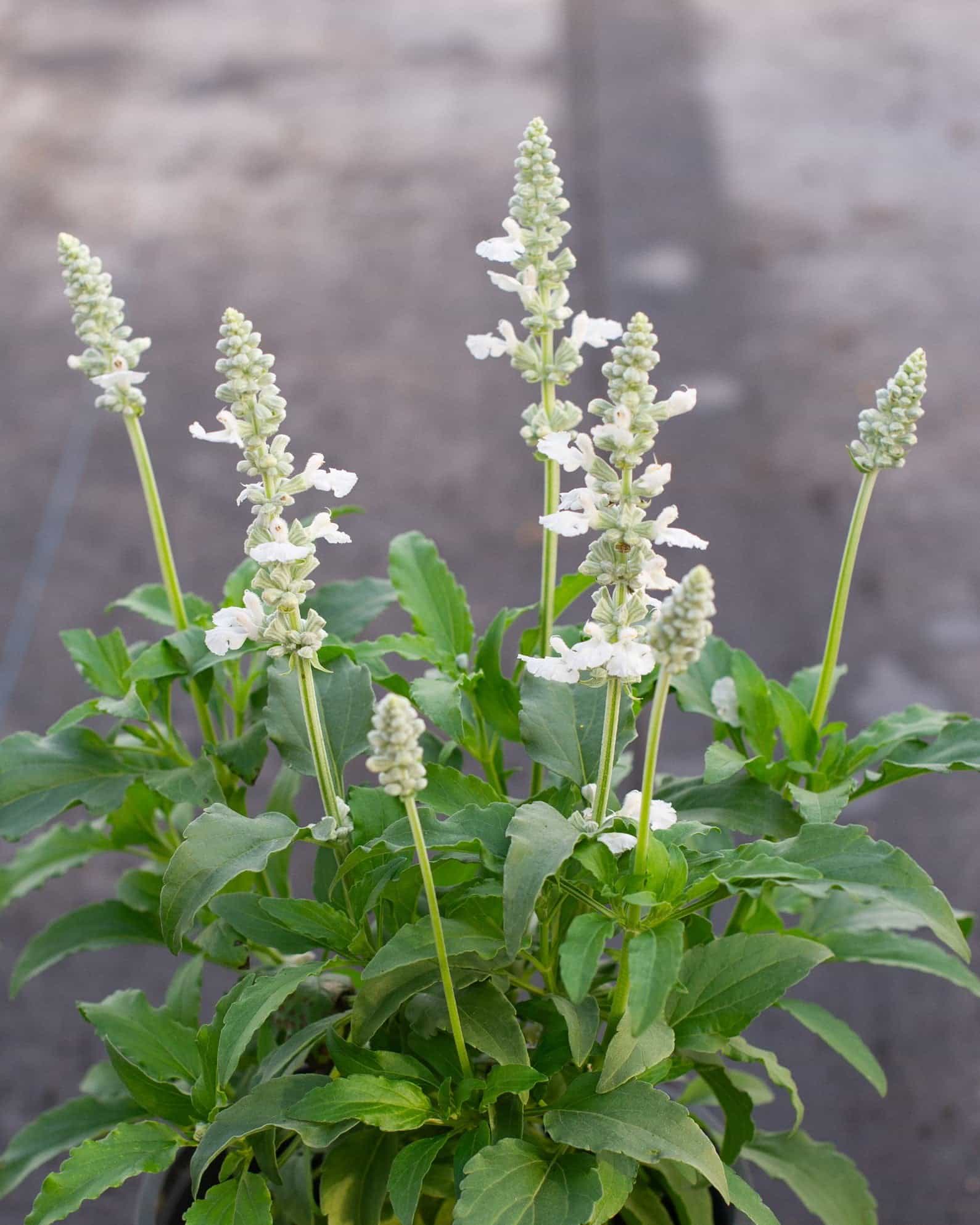 Sallyfun Pure White Salvia