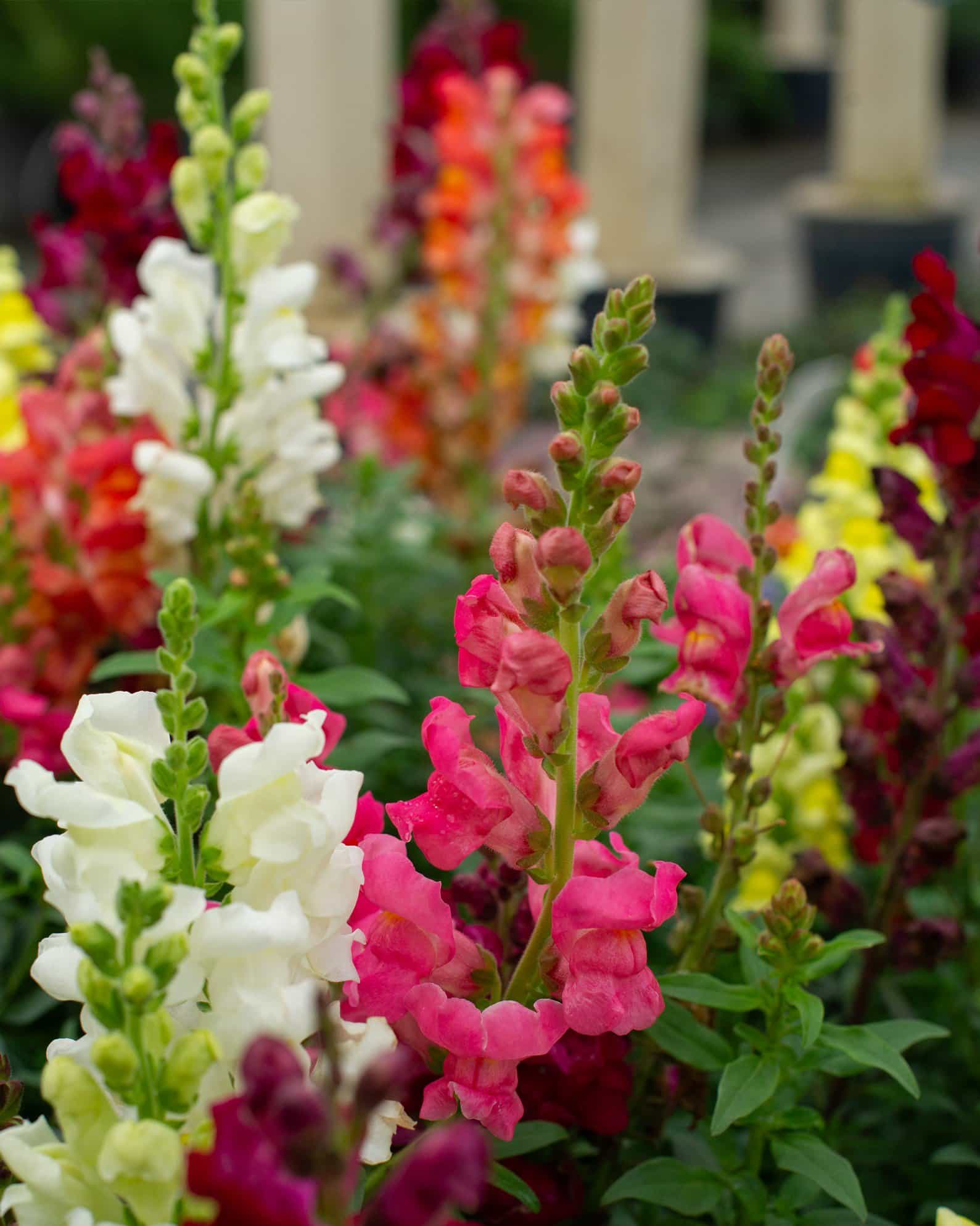Speedy Sonnet Mix Snapdragon