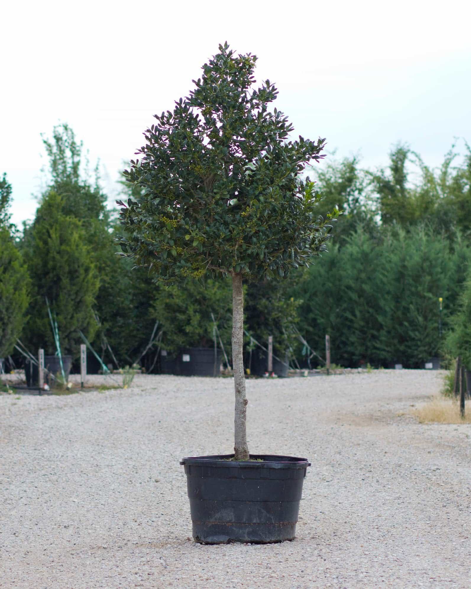 Nellie R Stevens Holly Tree Form