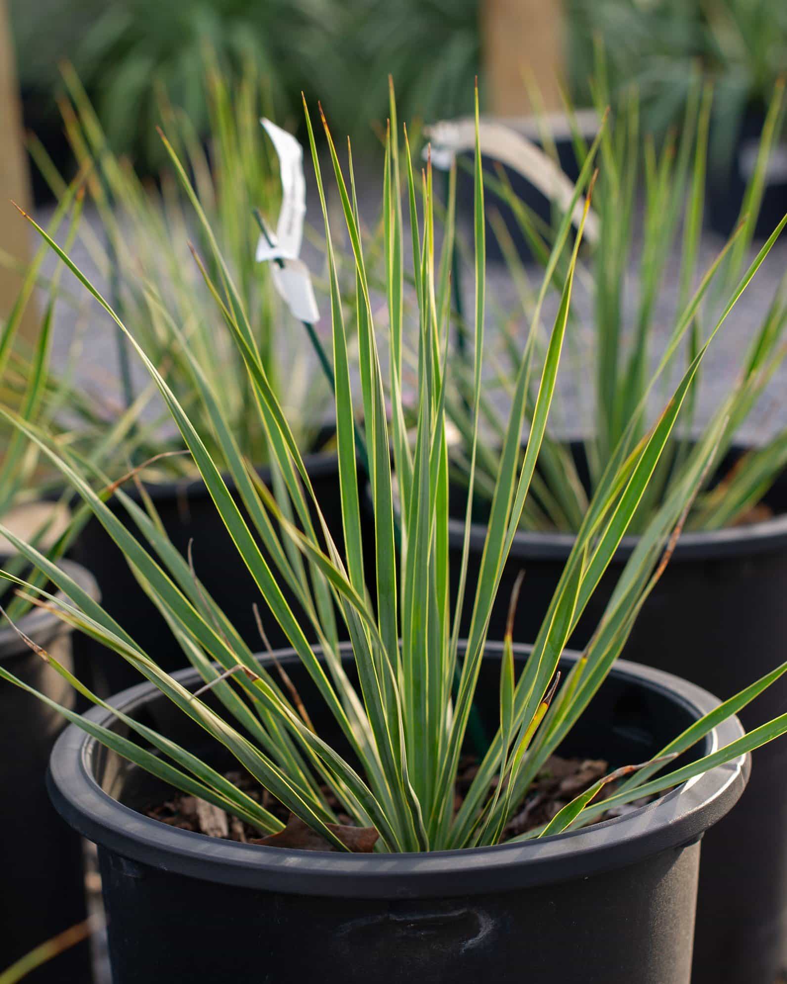 Beaked Blue Sapphire Skies Yucca