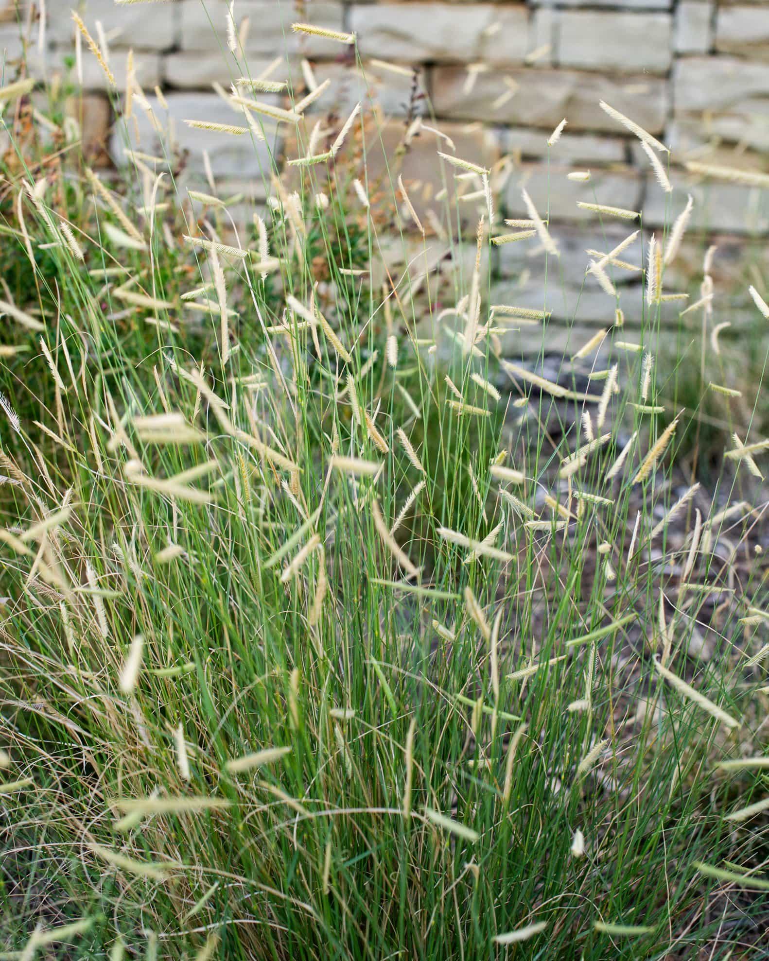 Blue Grama Blonde Ambition