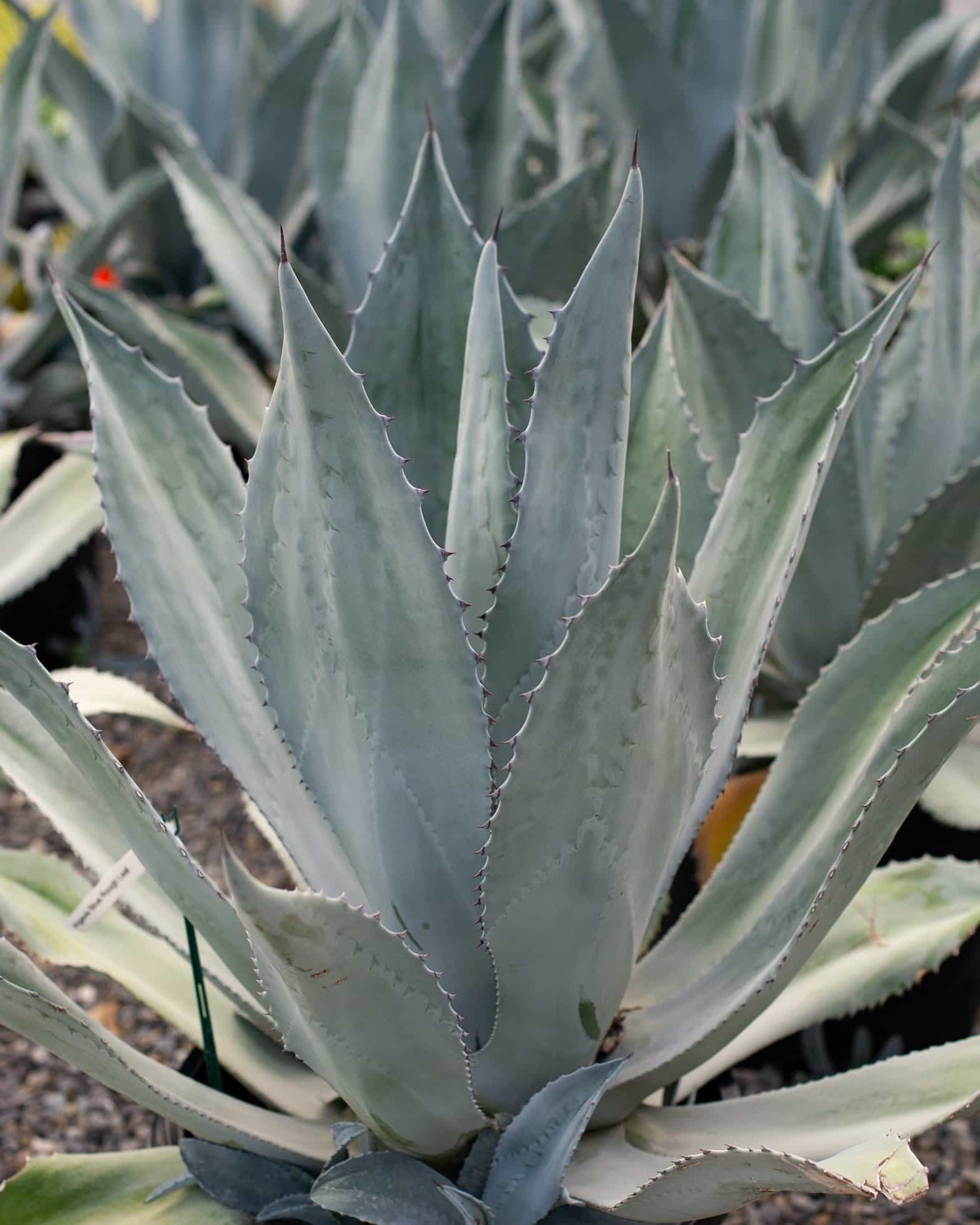 Blue Rough Leaf Agave