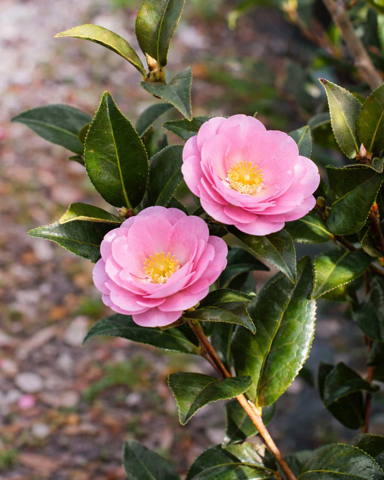 Taylor's Perfection Camellia