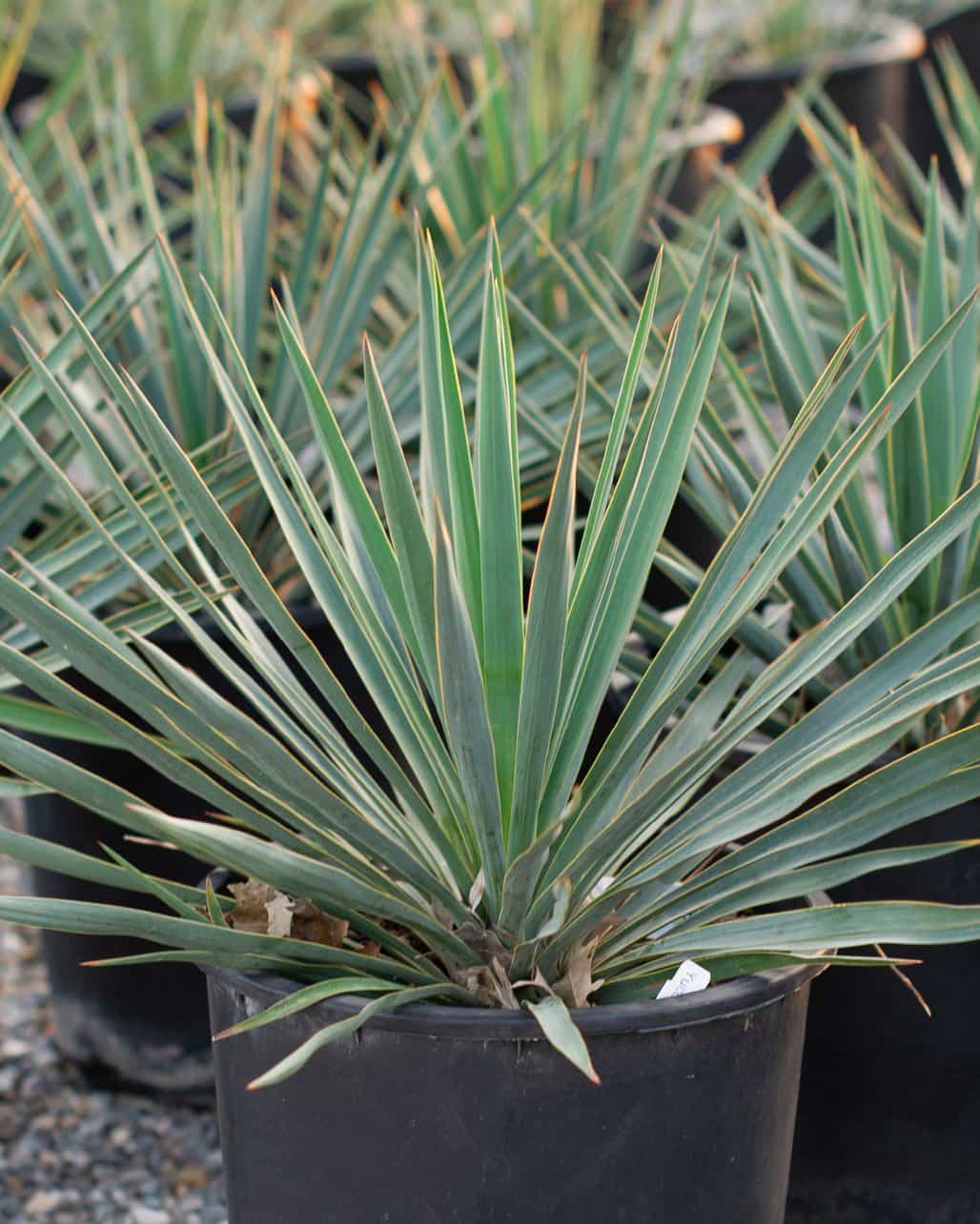 Blue Sentry Yucca
