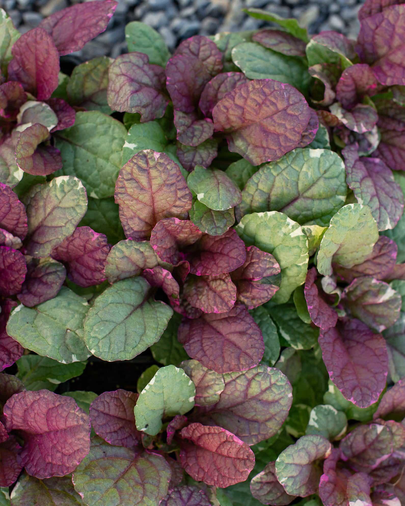 Burgundy Glow Ajuga