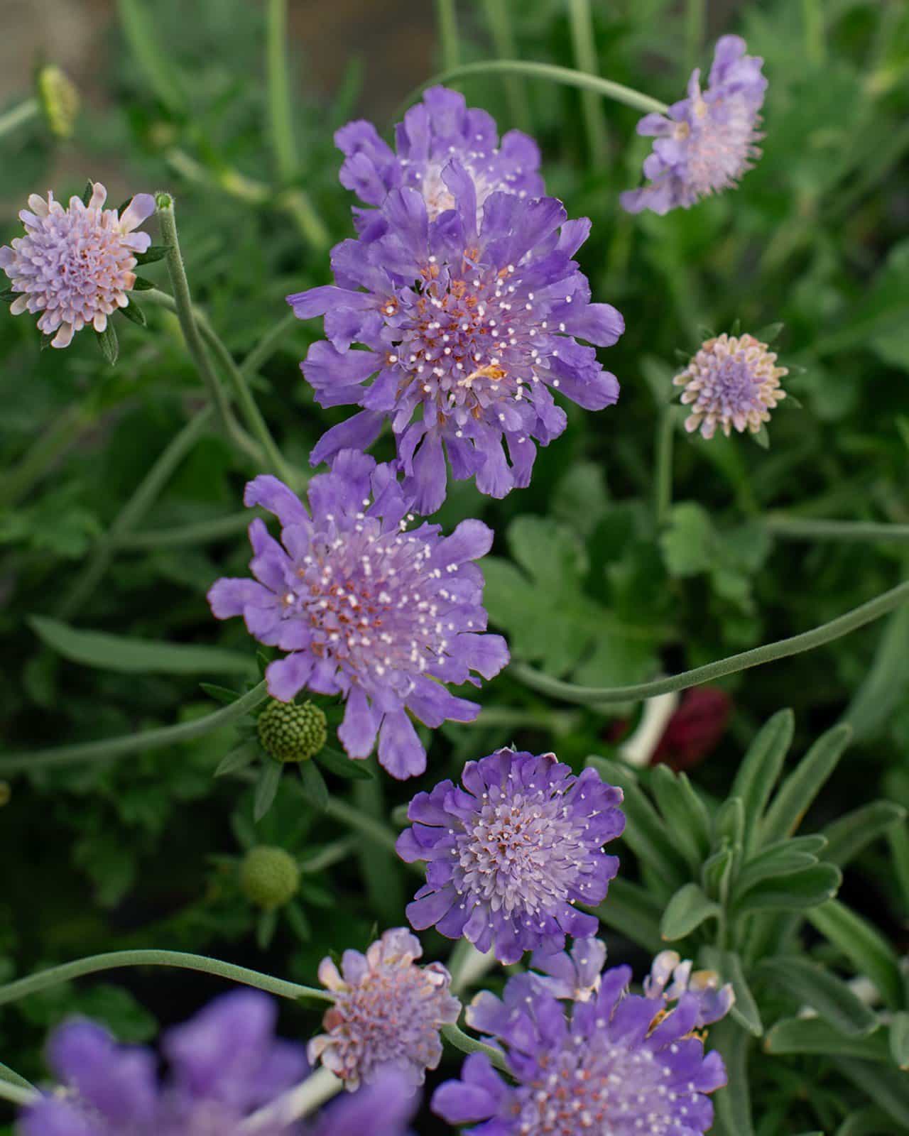 Butterfly Blue Scabiosa Pincushion