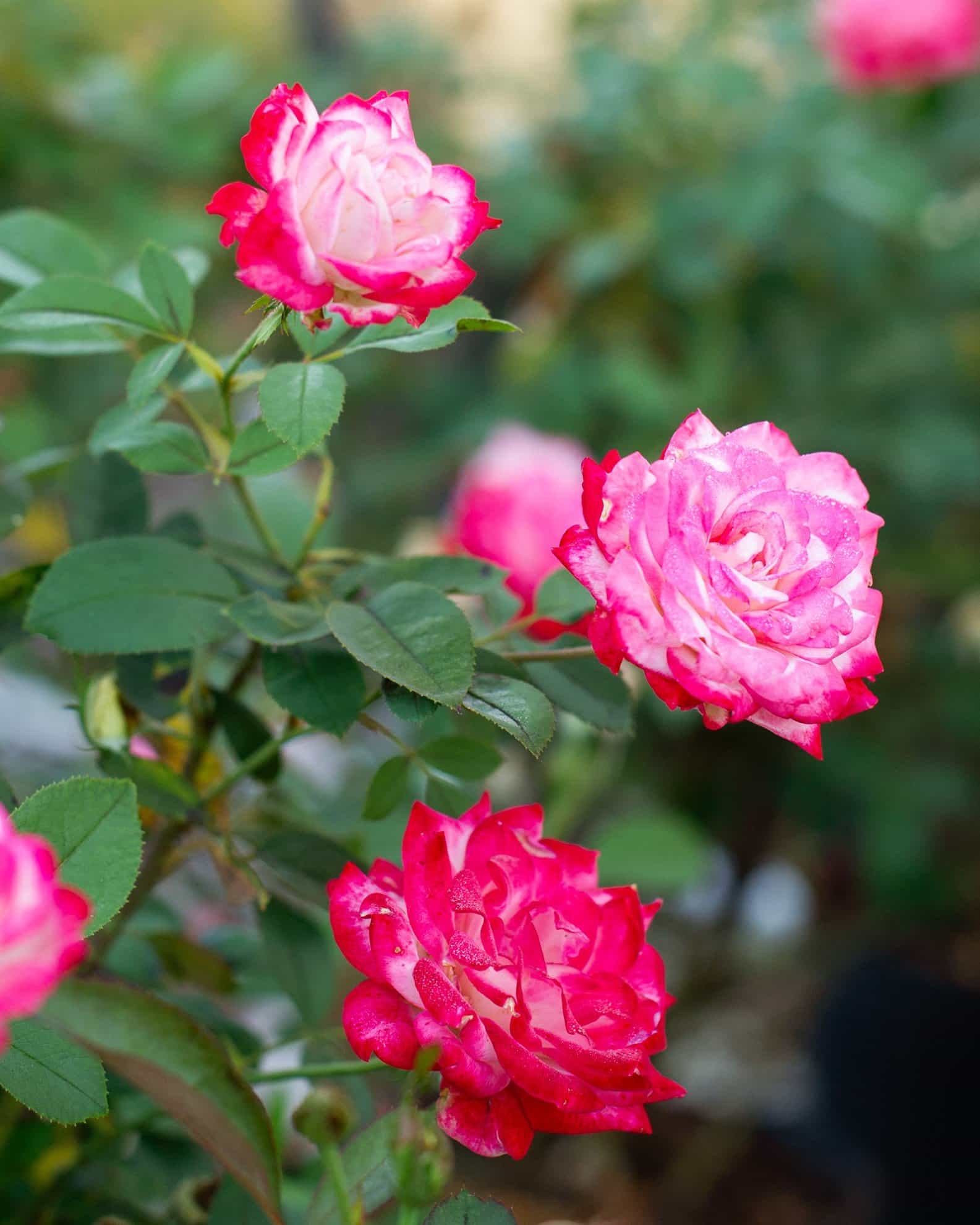 Candy Cane Cocktail Rose