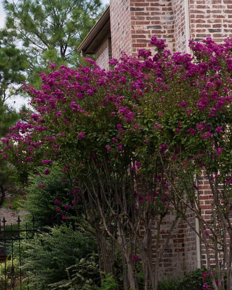 Catawba Crape Myrtle