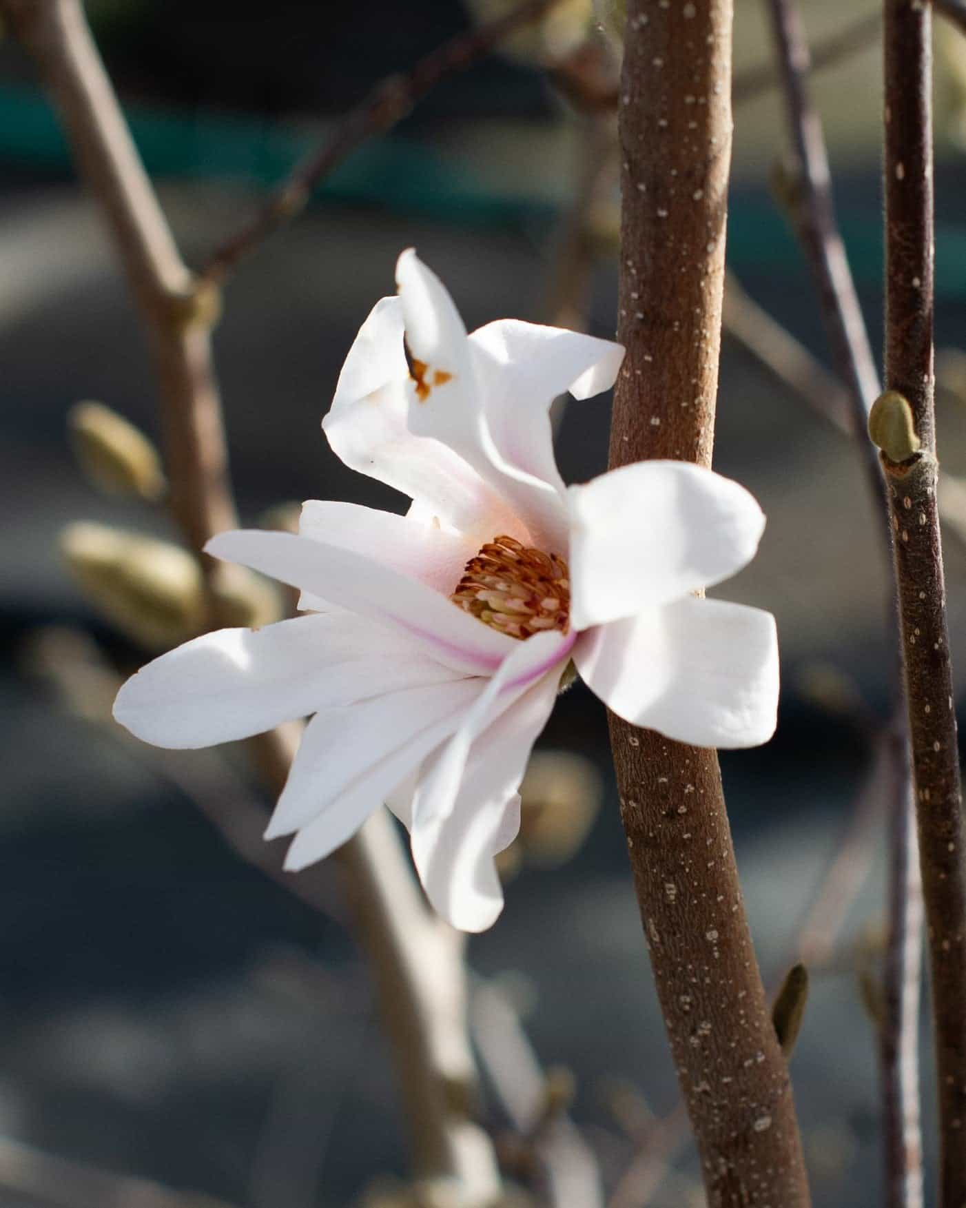 Centennial Blush Star Magnolia