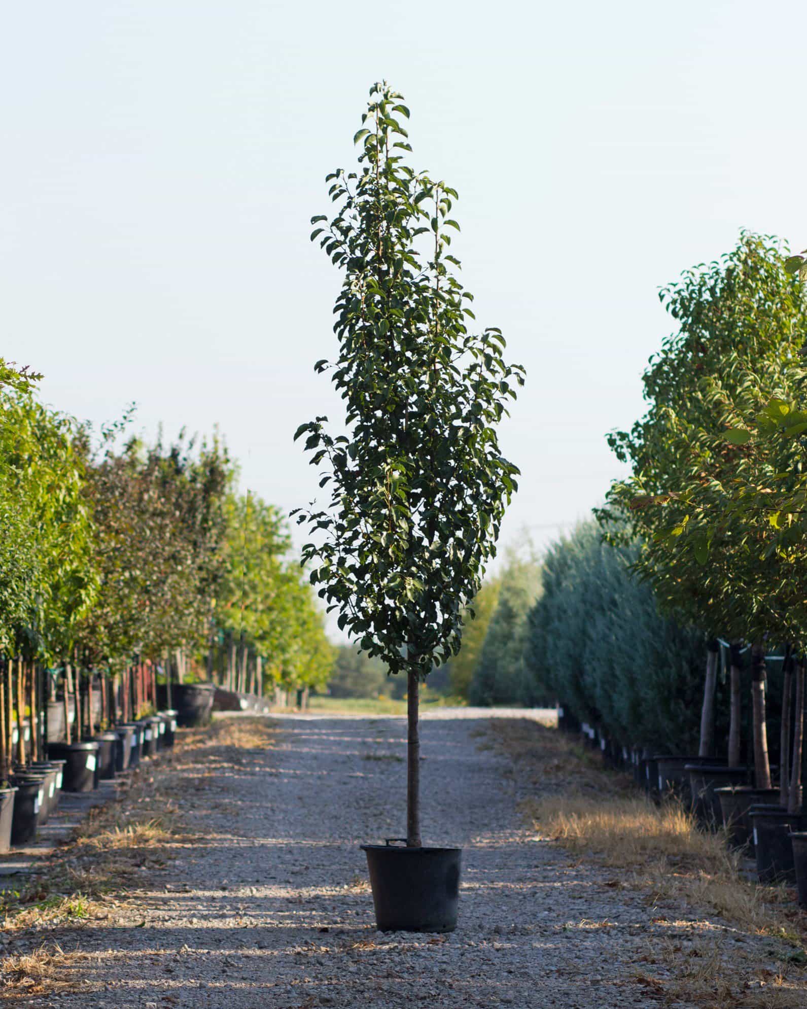 Cleveland Select Pear