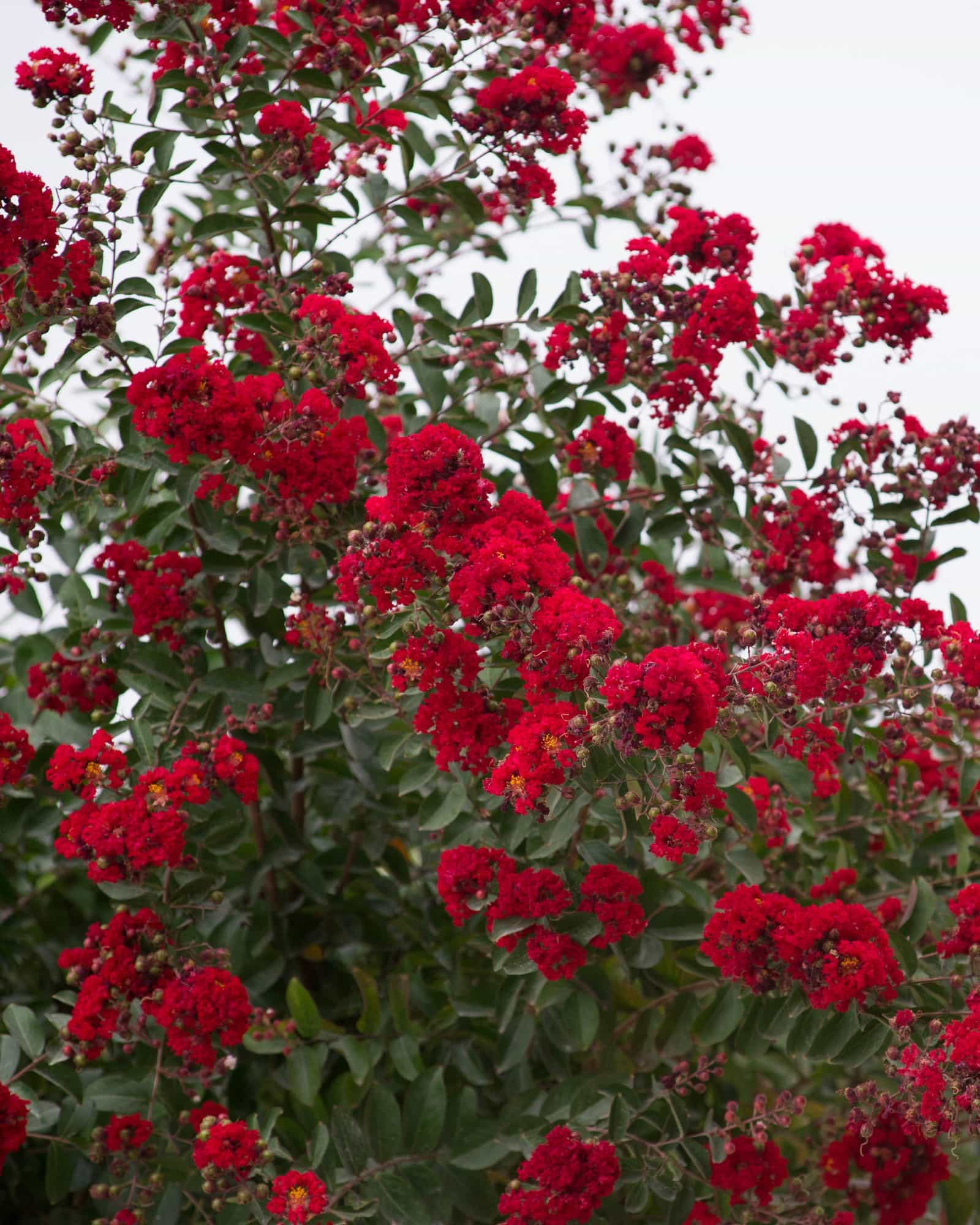 Double Dynamite Crape Myrtle Single Trunk