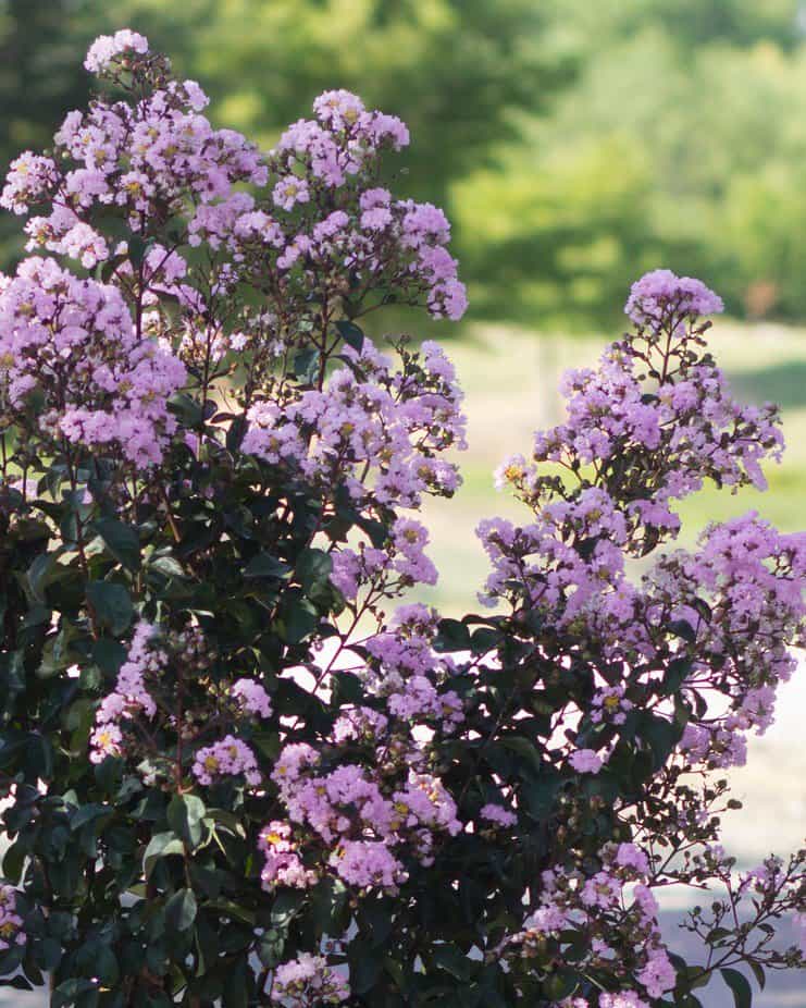 Rhapsody in Pink Crape Myrtle Single Trunk