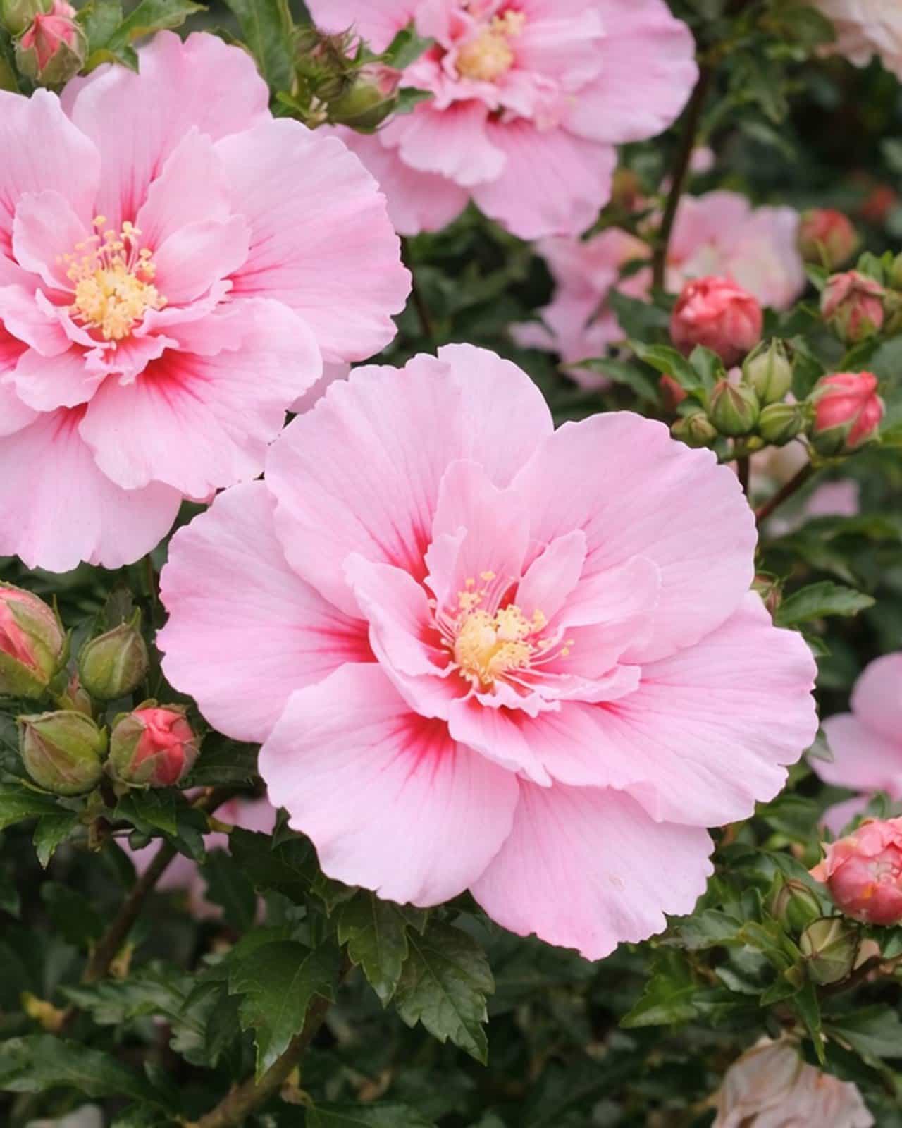 Pink Chiffon Althea Tree Form