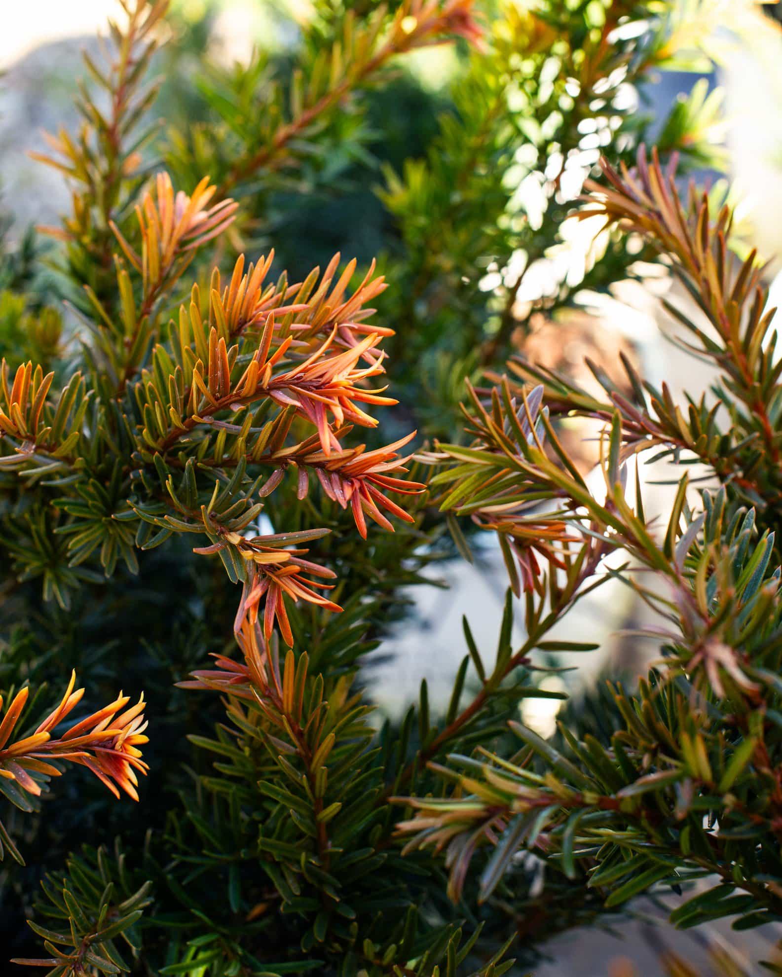 Stonehenge Dark Druid Yew