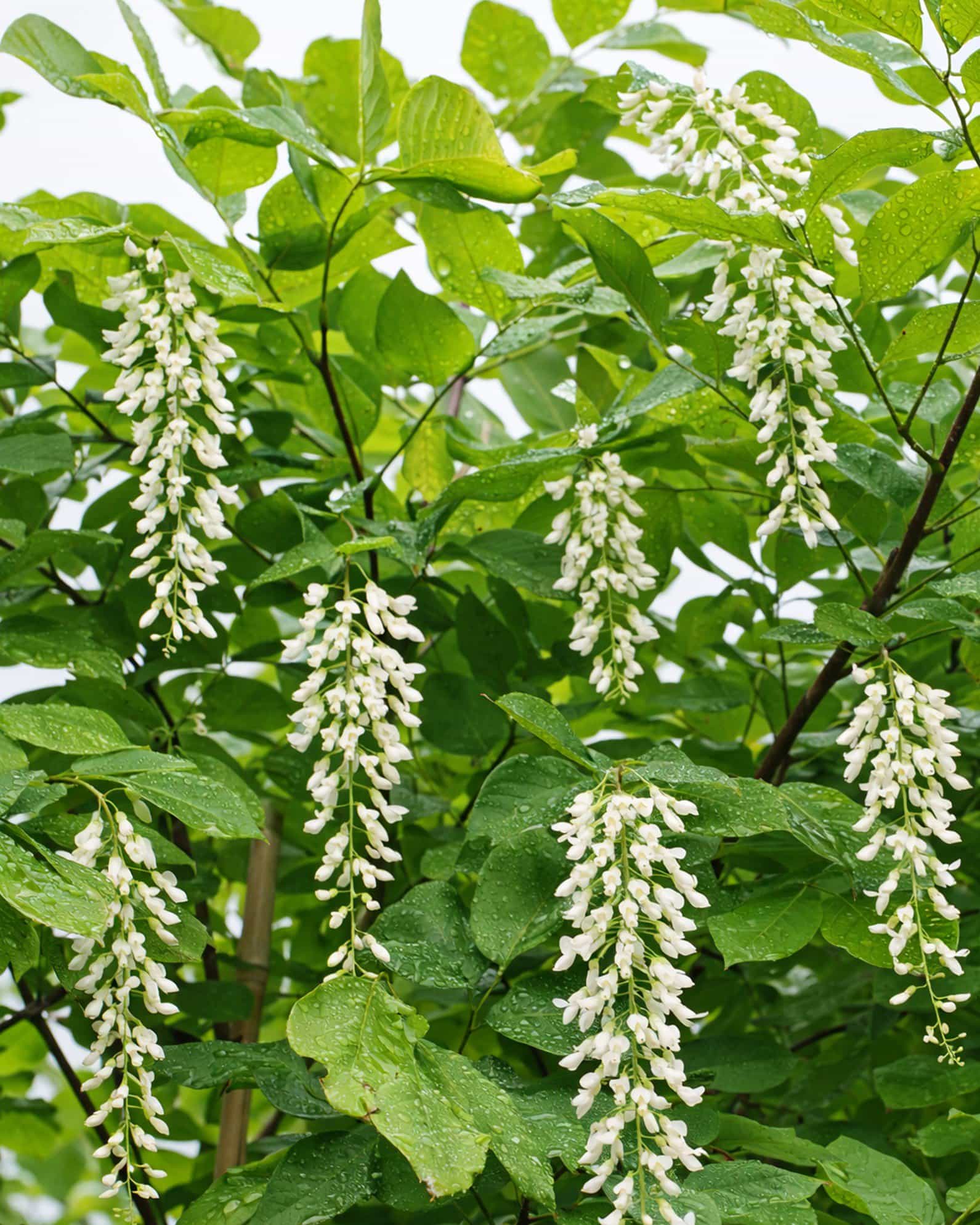 American Yellowwood