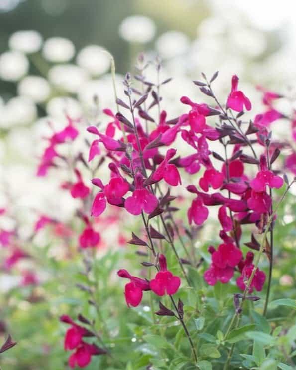 Raspberry Salvia Greggii