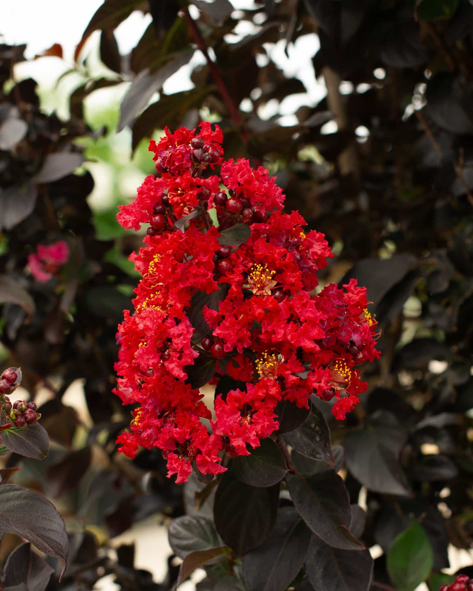 Ruby Crape Myrtle