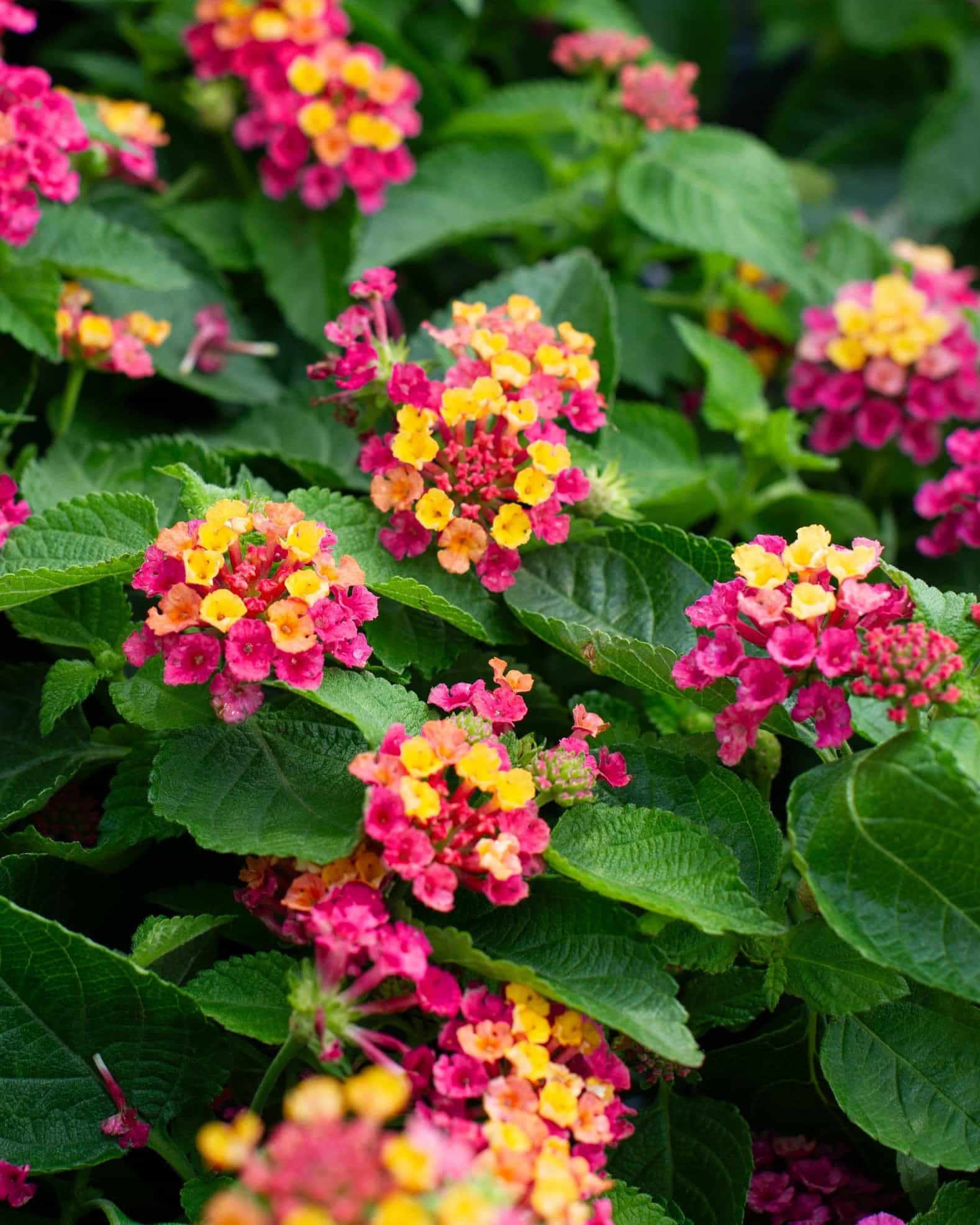Bandana Cherry Sunrise Lantana