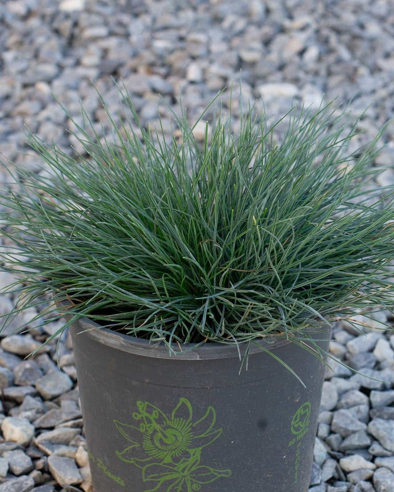 Cool as Ice Blue Fescue