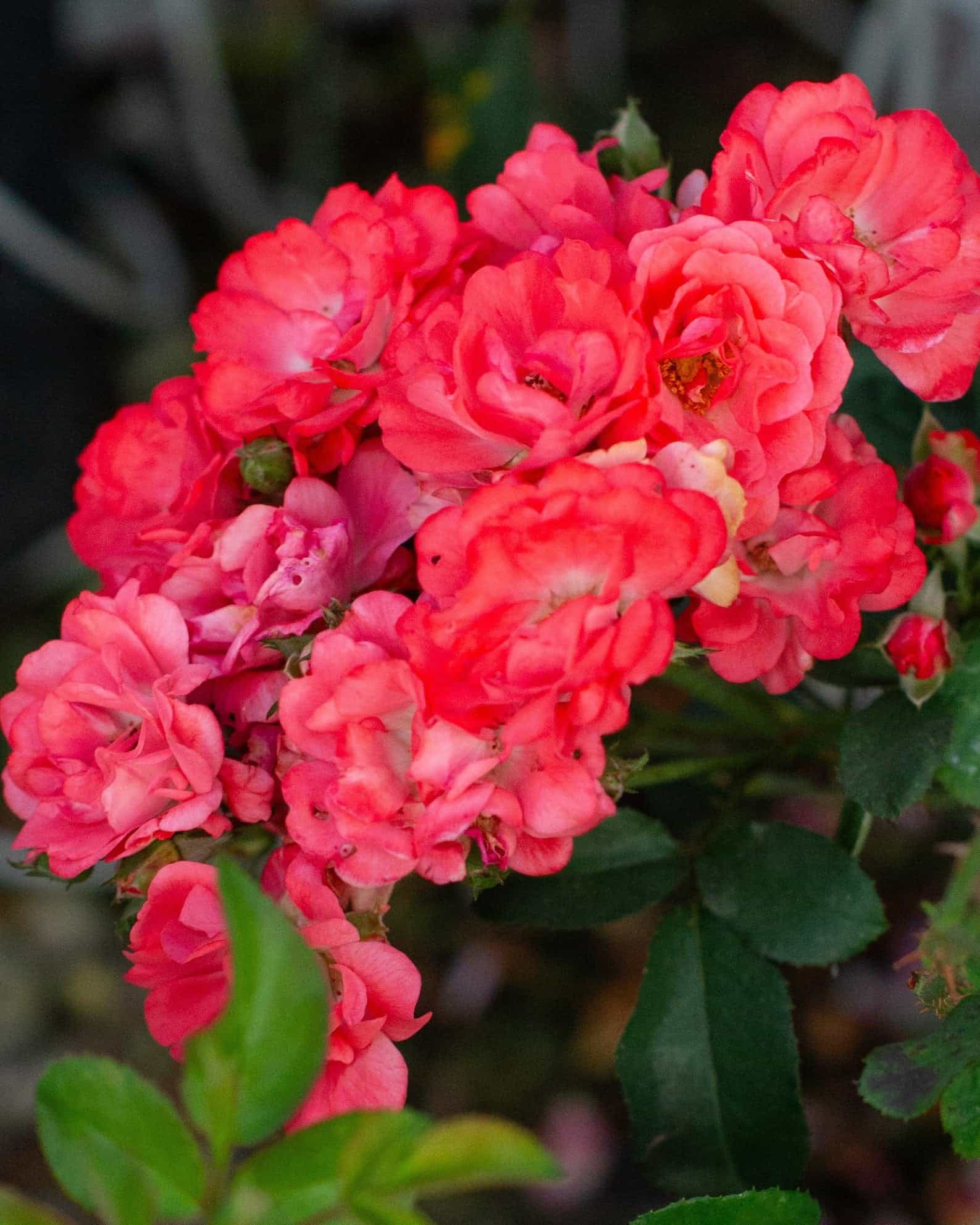 Coral Drift Rose