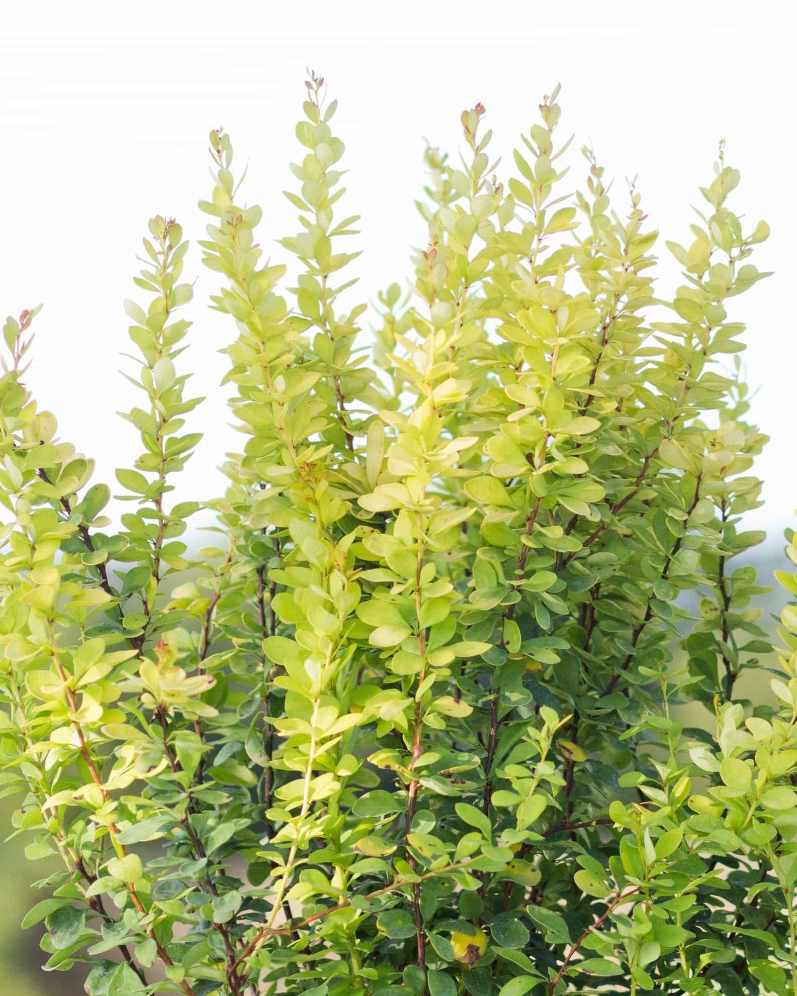 Golden Rocket Barberry