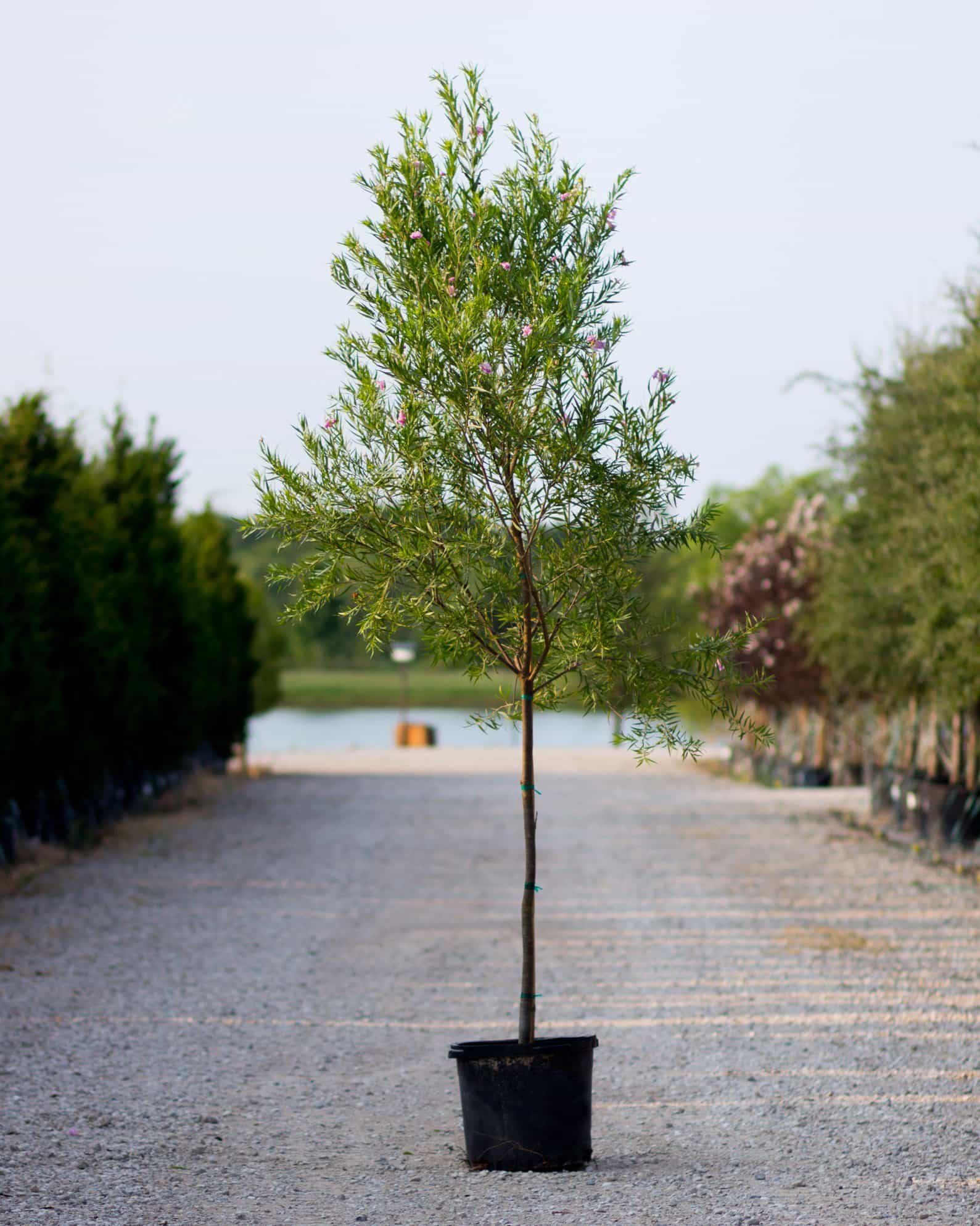 Desert Willow Bubba Tree Form