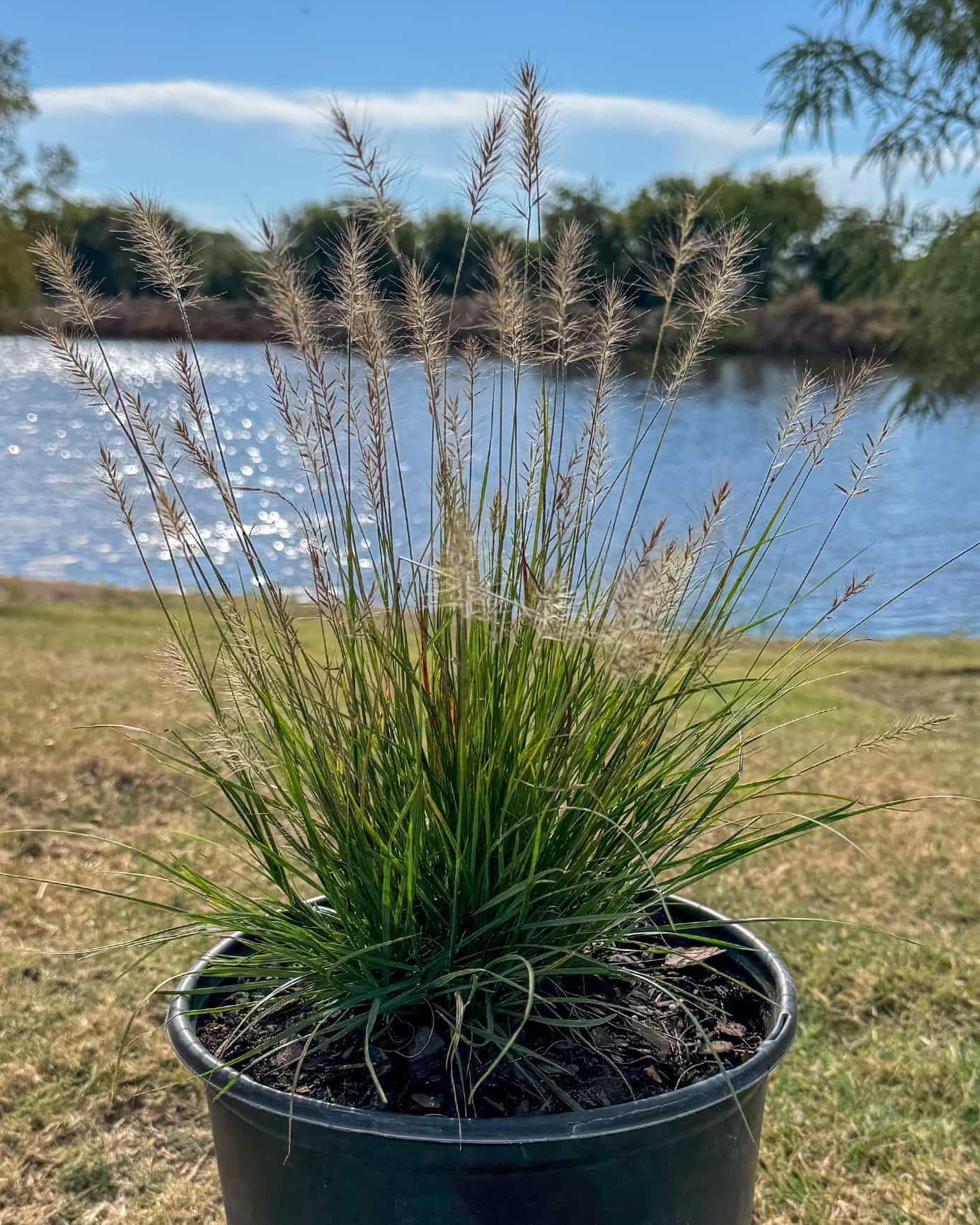 Dwarf Hameln Fountain Grass