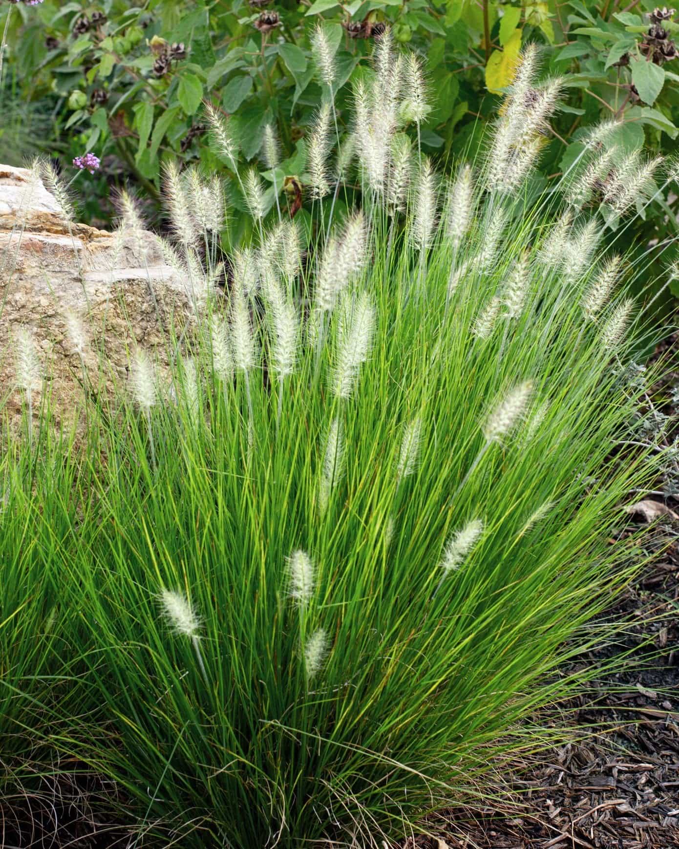 Dwarf Little Bunny Fountain Grass