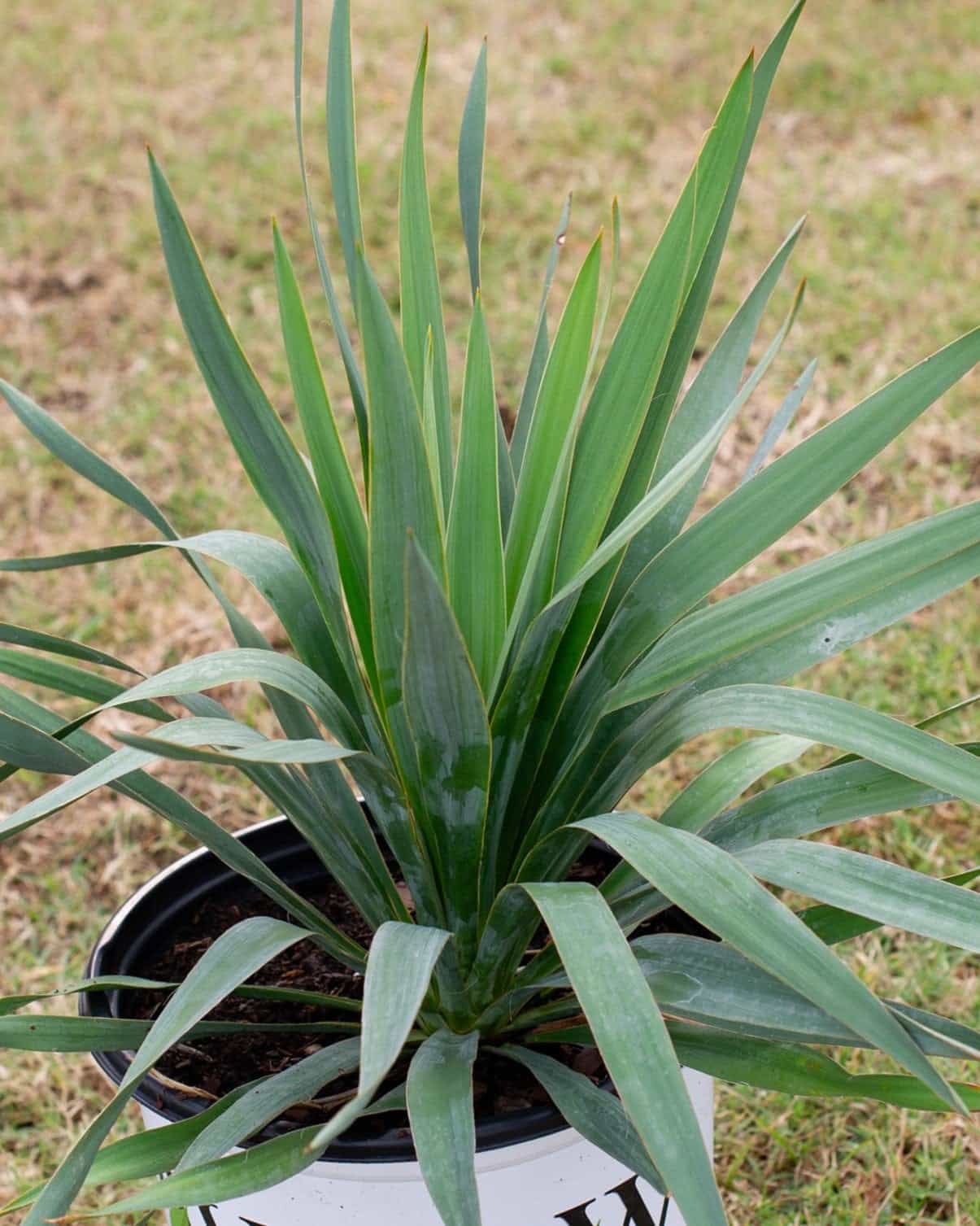 Dragon Slayer Yucca