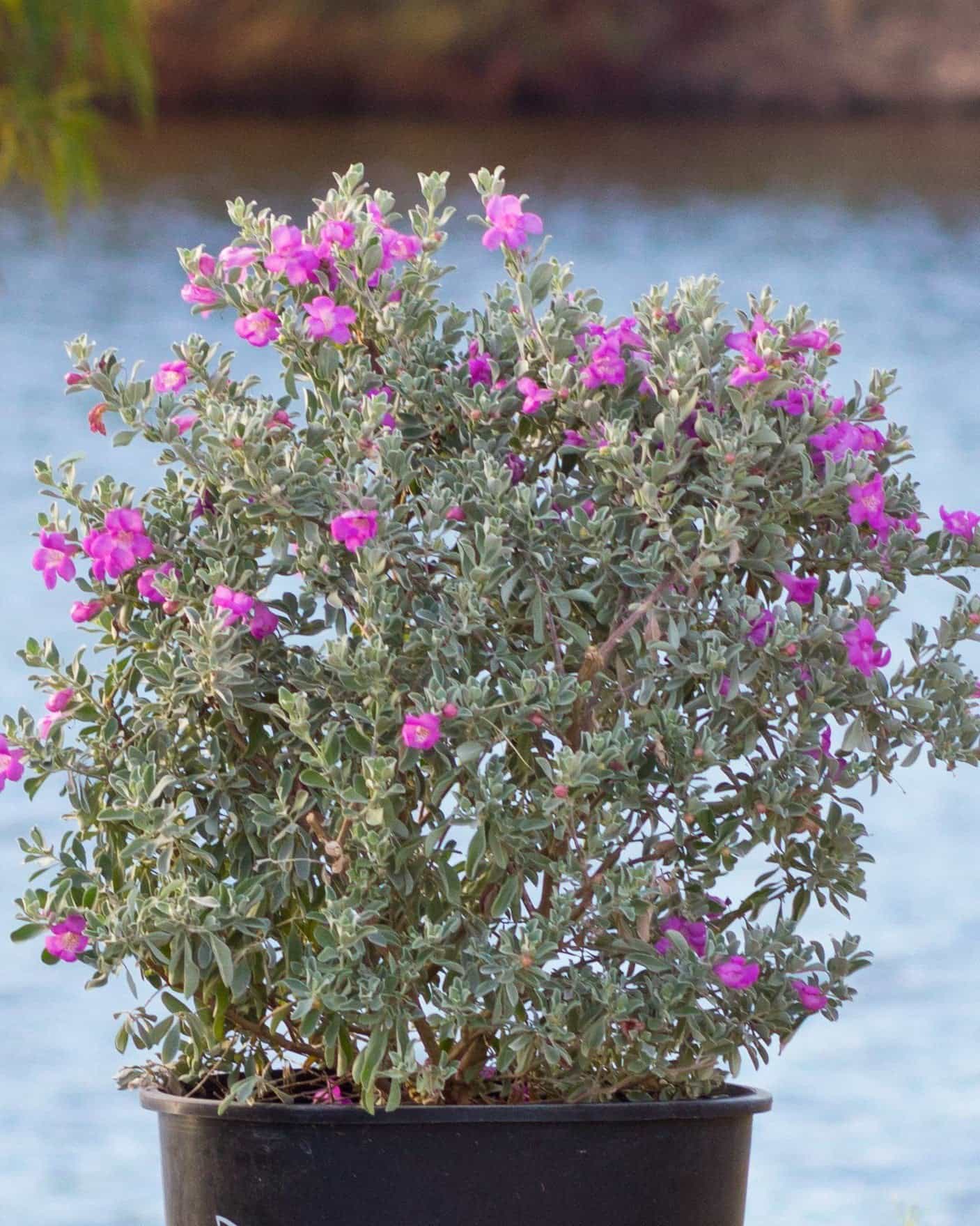 Desperado Texas Sage